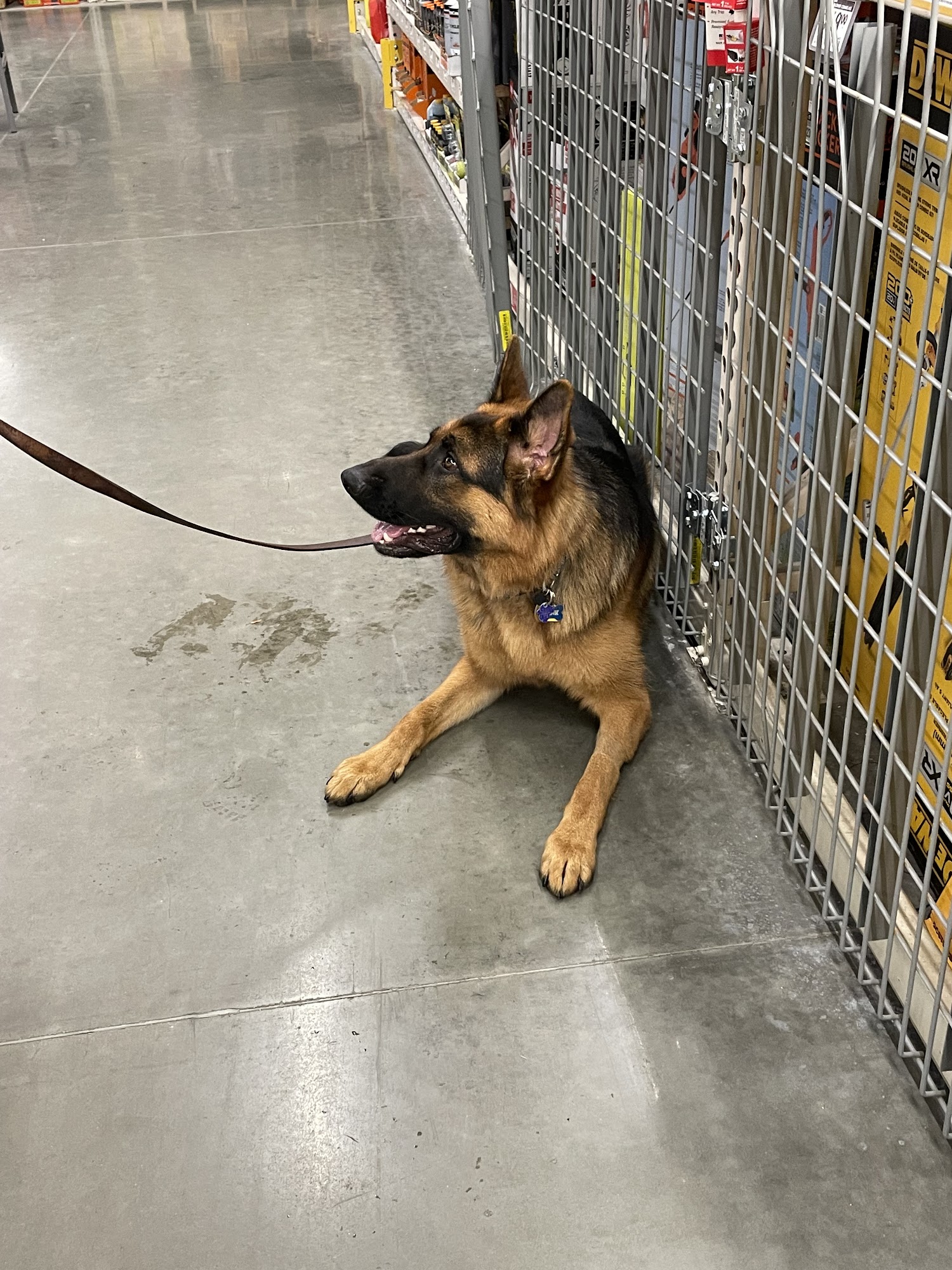 LIVE OAK DOG OBEDIENCE Rancho Cucamonga