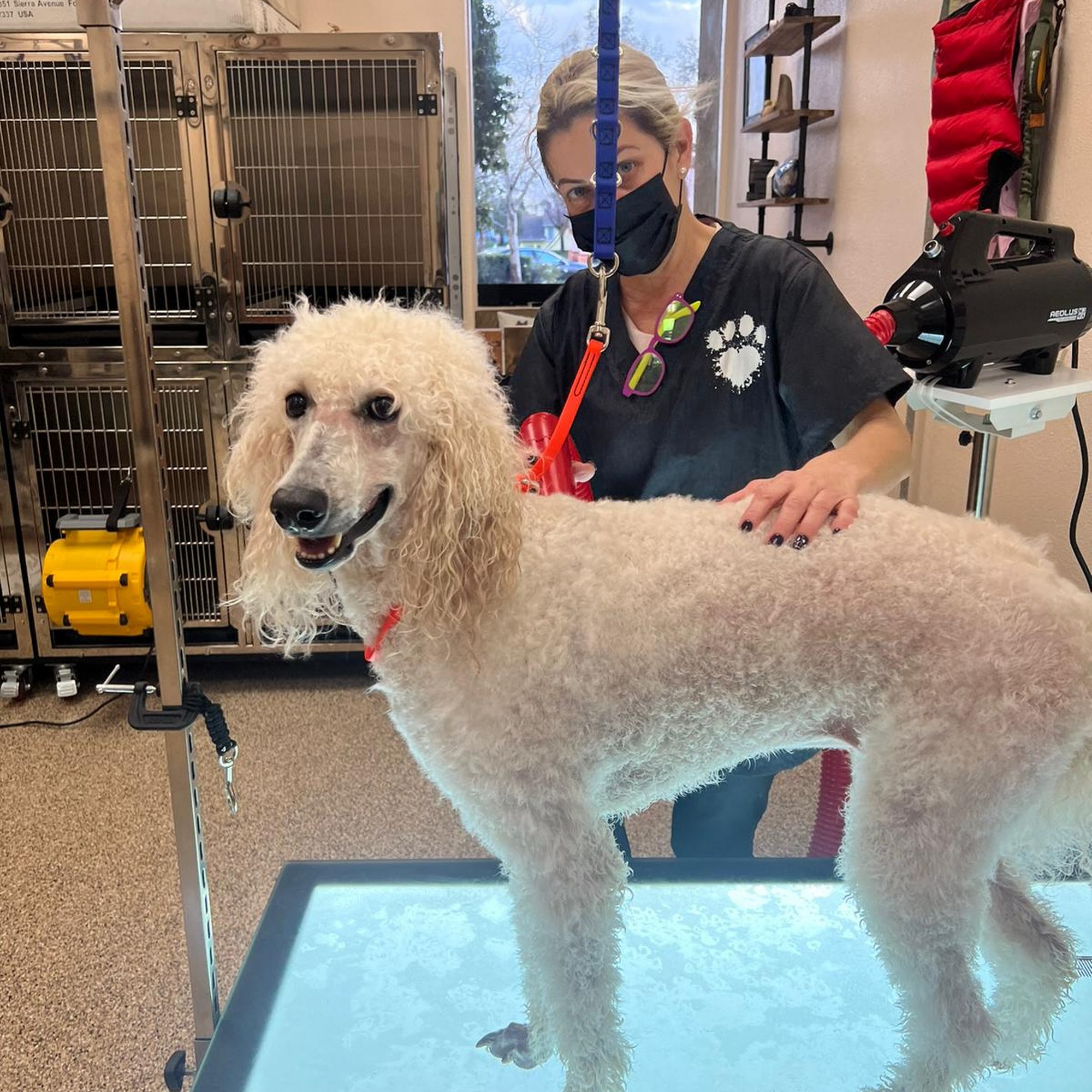 Bella's Grooming Boutique Rancho Cucamonga