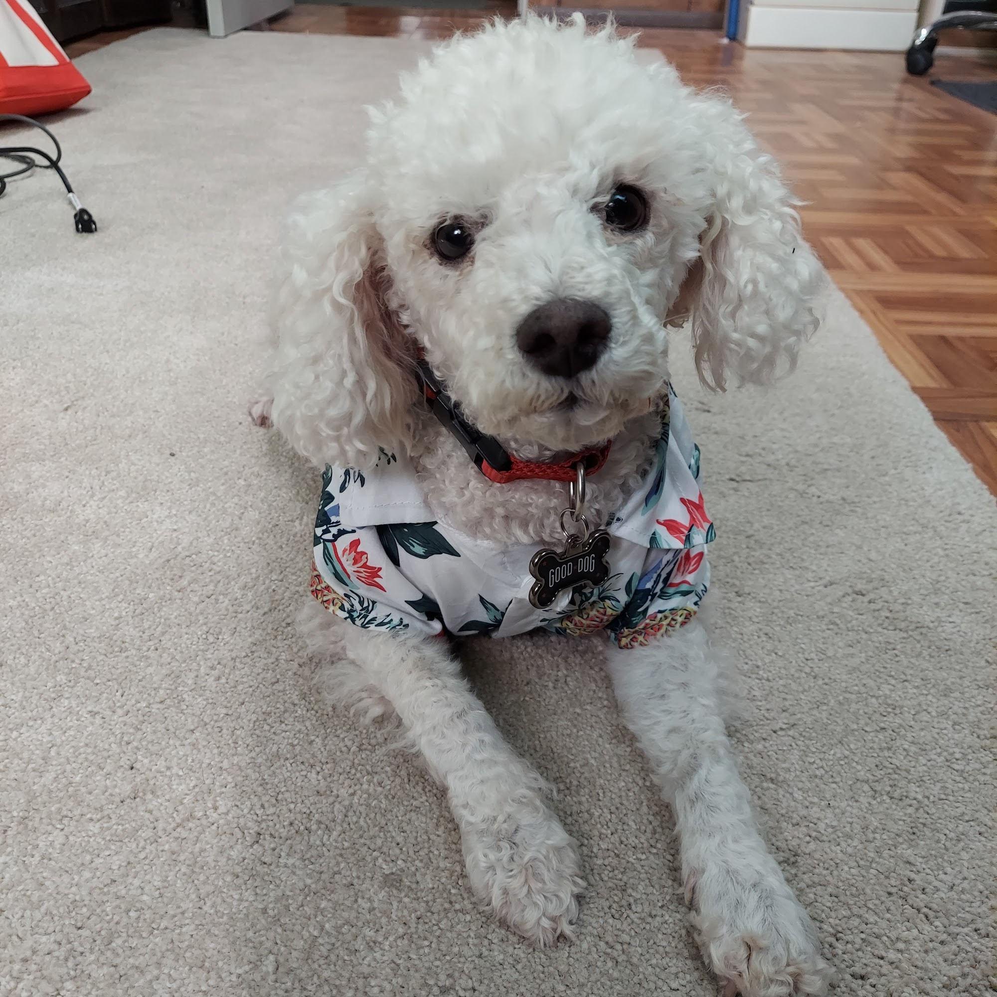 Rub A Dub Doggie Scrub Rancho Cucamonga