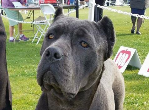 HighPower Kennels Rancho Cucamonga