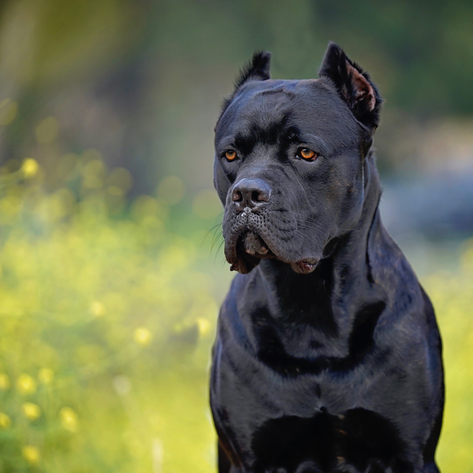 HighPower Kennels 12223 Highland Ave, Rancho Cucamonga California 91739