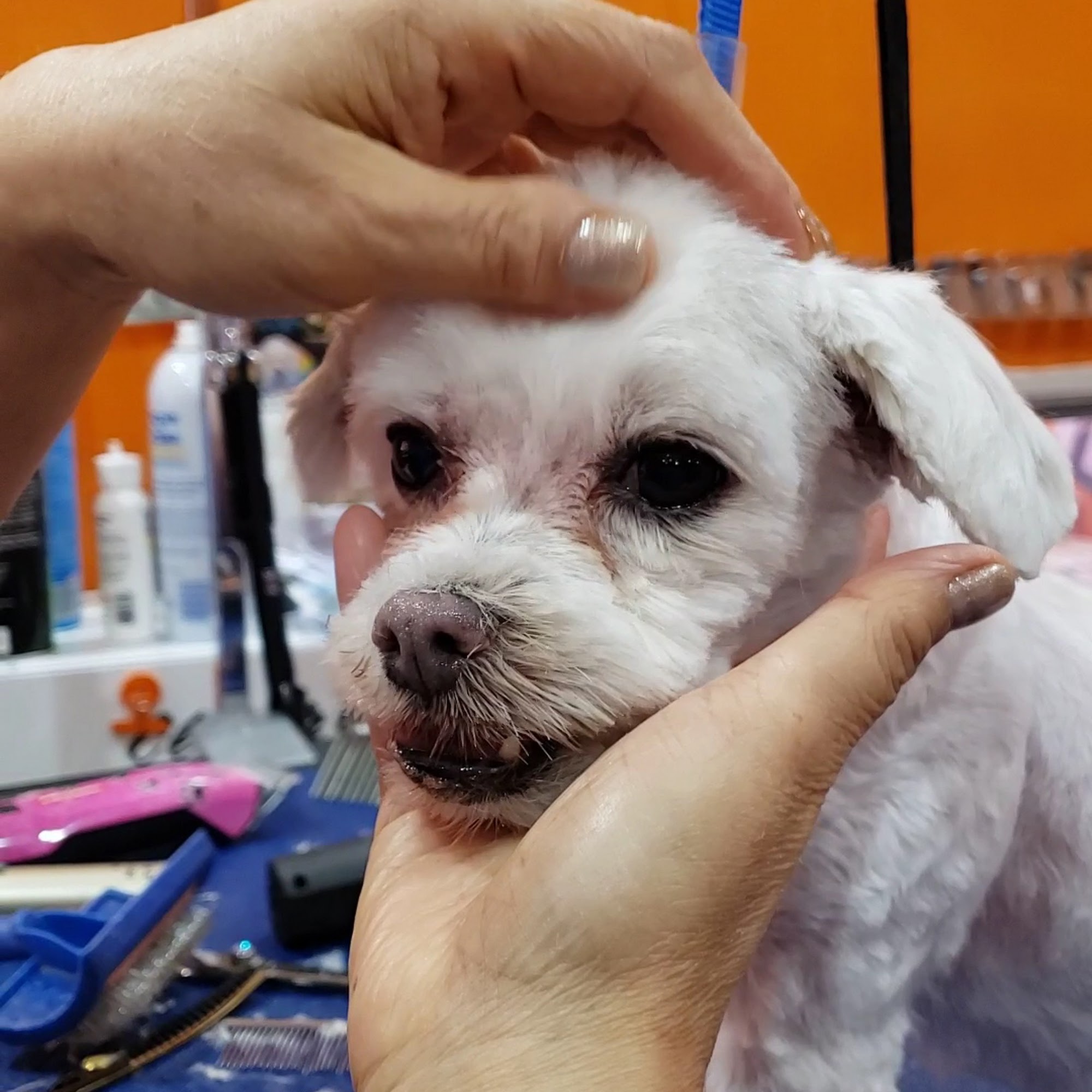 Sun's Pet Grooming Rancho Palos Verdes