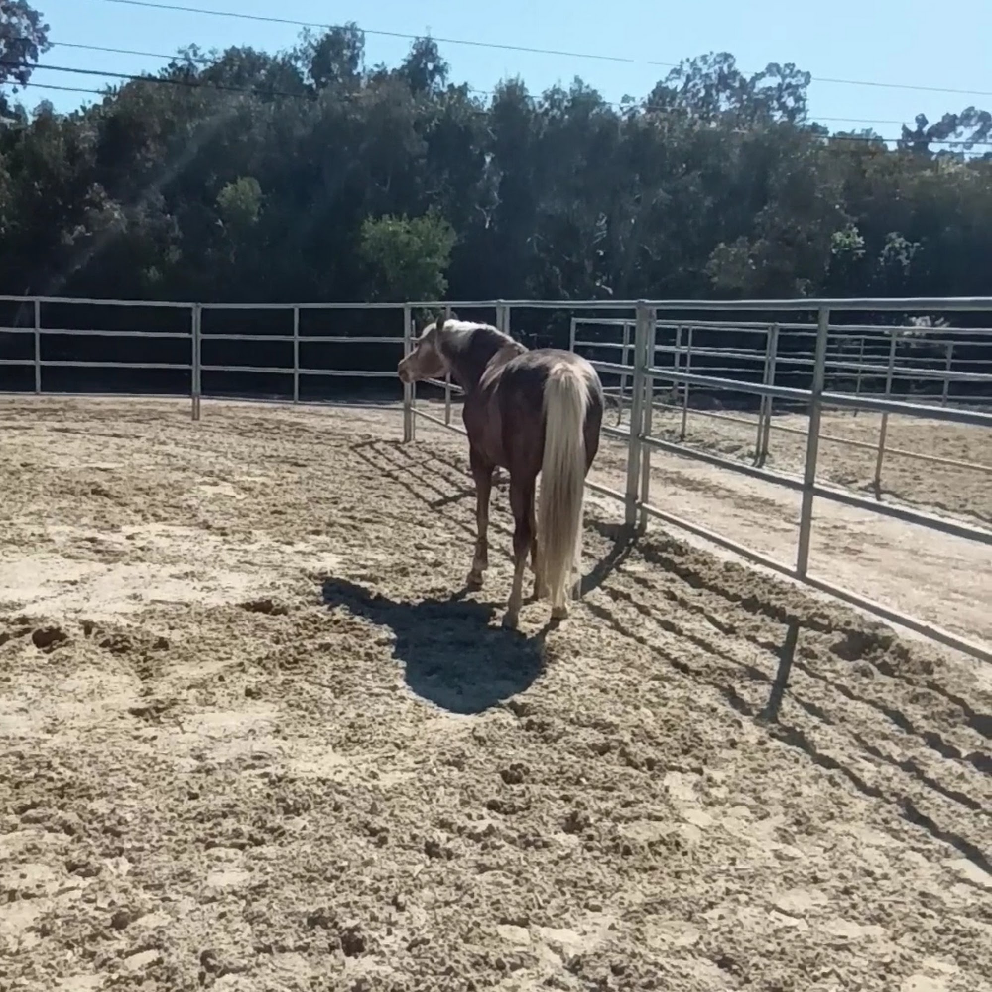 Rancho Riding Club 16924 Rambla De Las Flores, Rancho Santa Fe California 92067