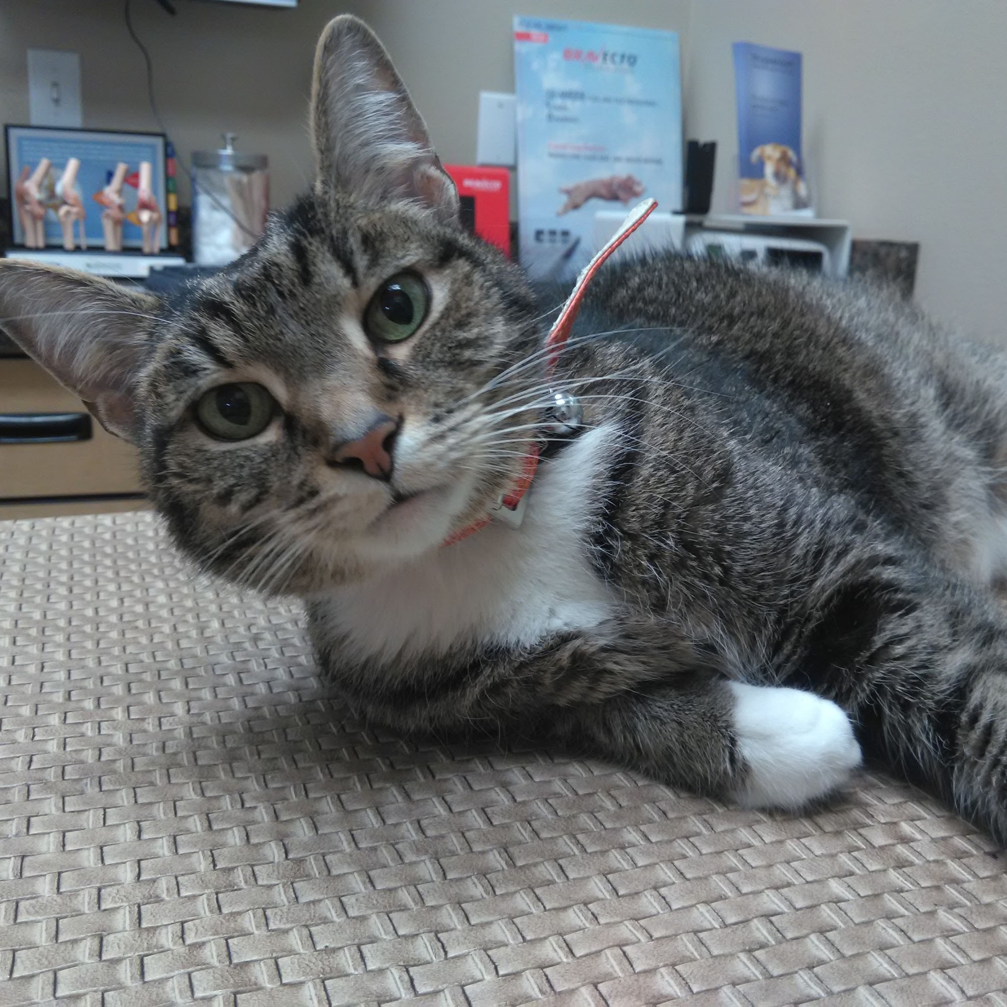 Antonio Animal Hospital Rancho Santa Margarita