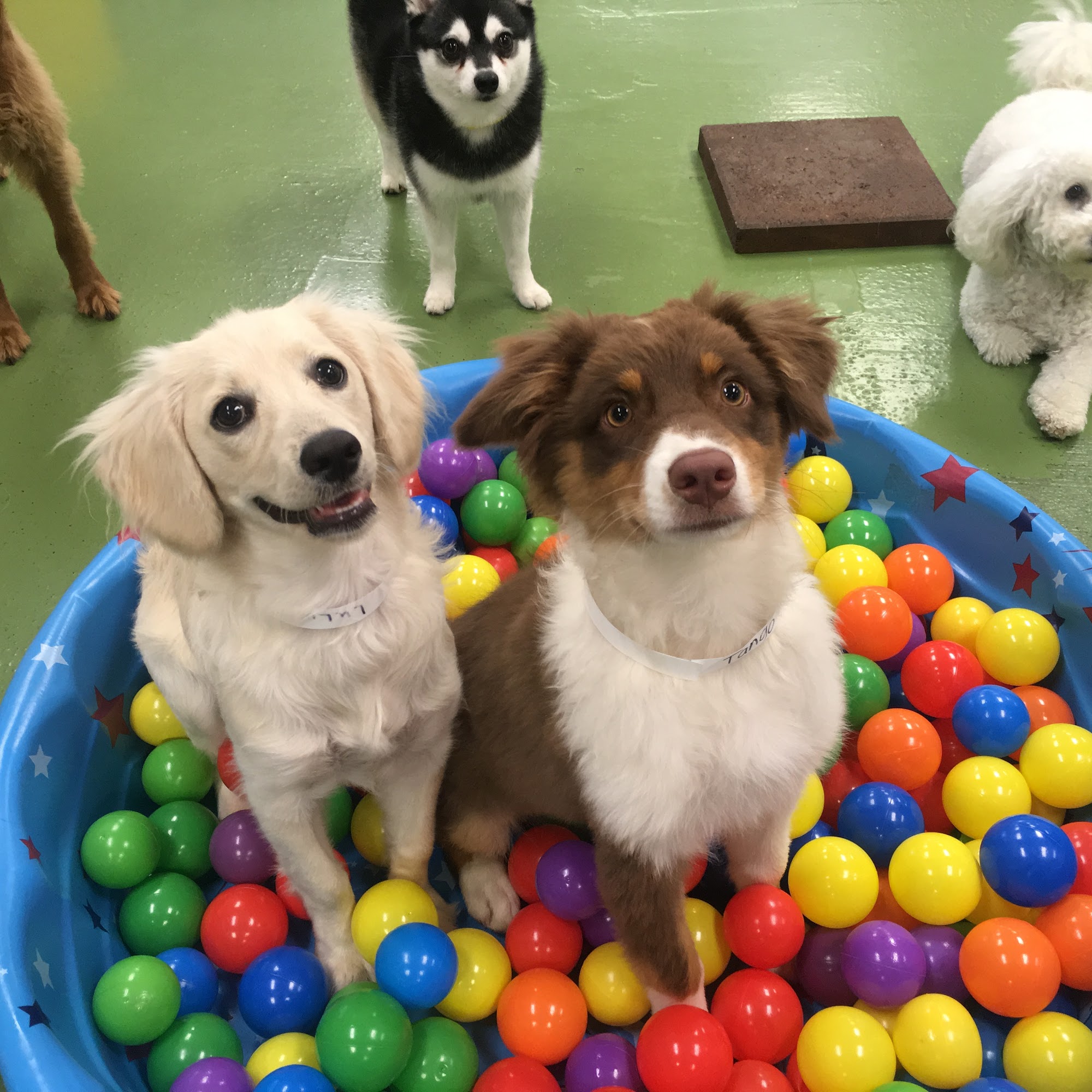 Wags & Wiggles Rancho Santa Margarita