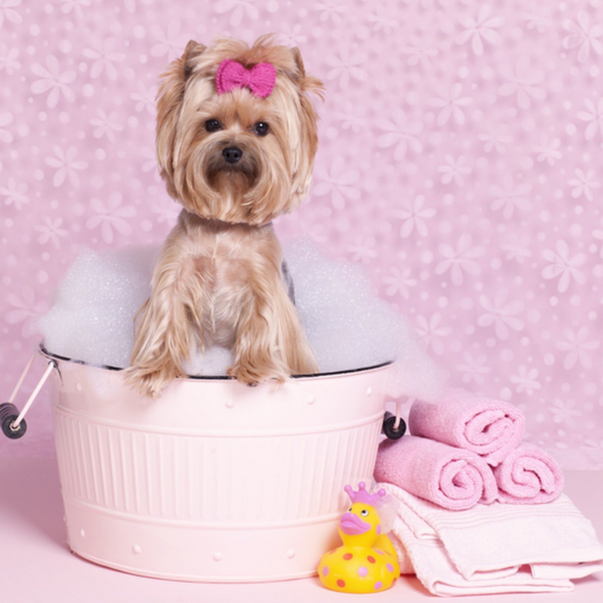 Love Fur Dogs Grooming Rancho Santa Margarita