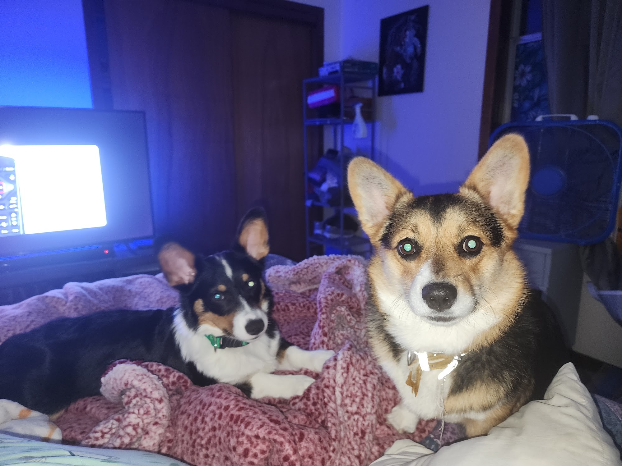 Antelope Veterinary Clinic, Inc. | Belle Mill Landing Red Bluff