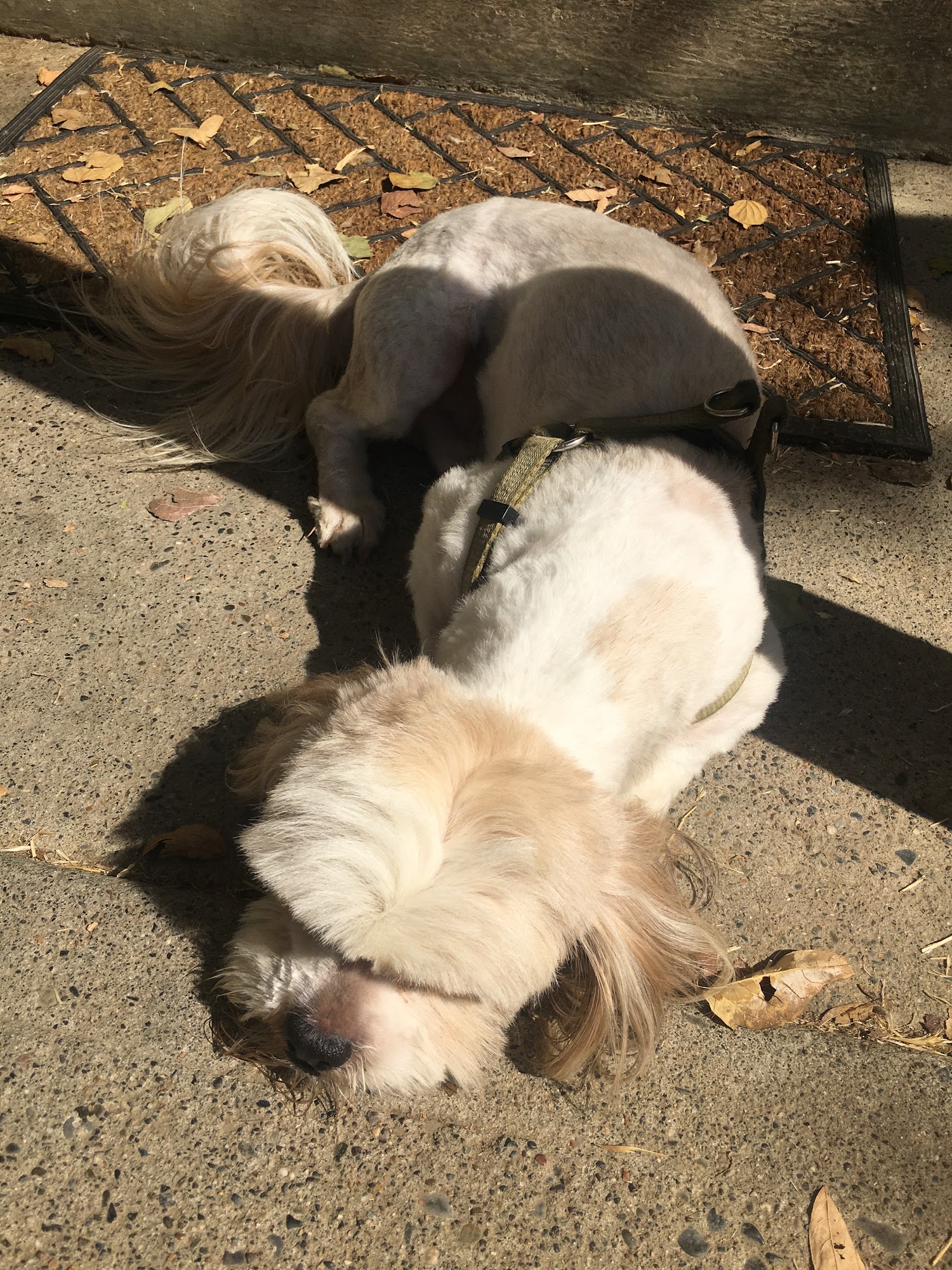 Dog Gone Good Red Bluff