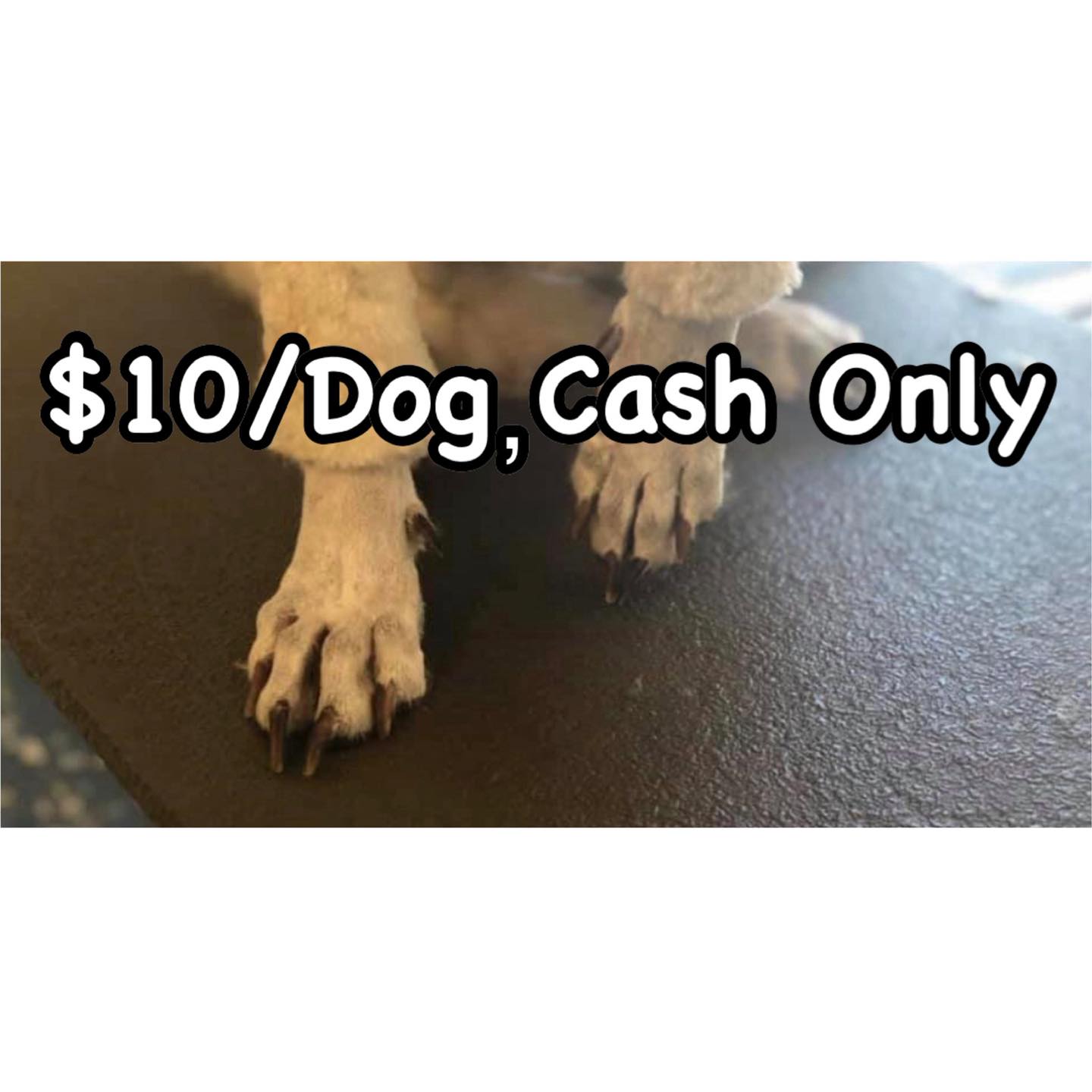 Rub A Dub Dog Grooming Red Bluff