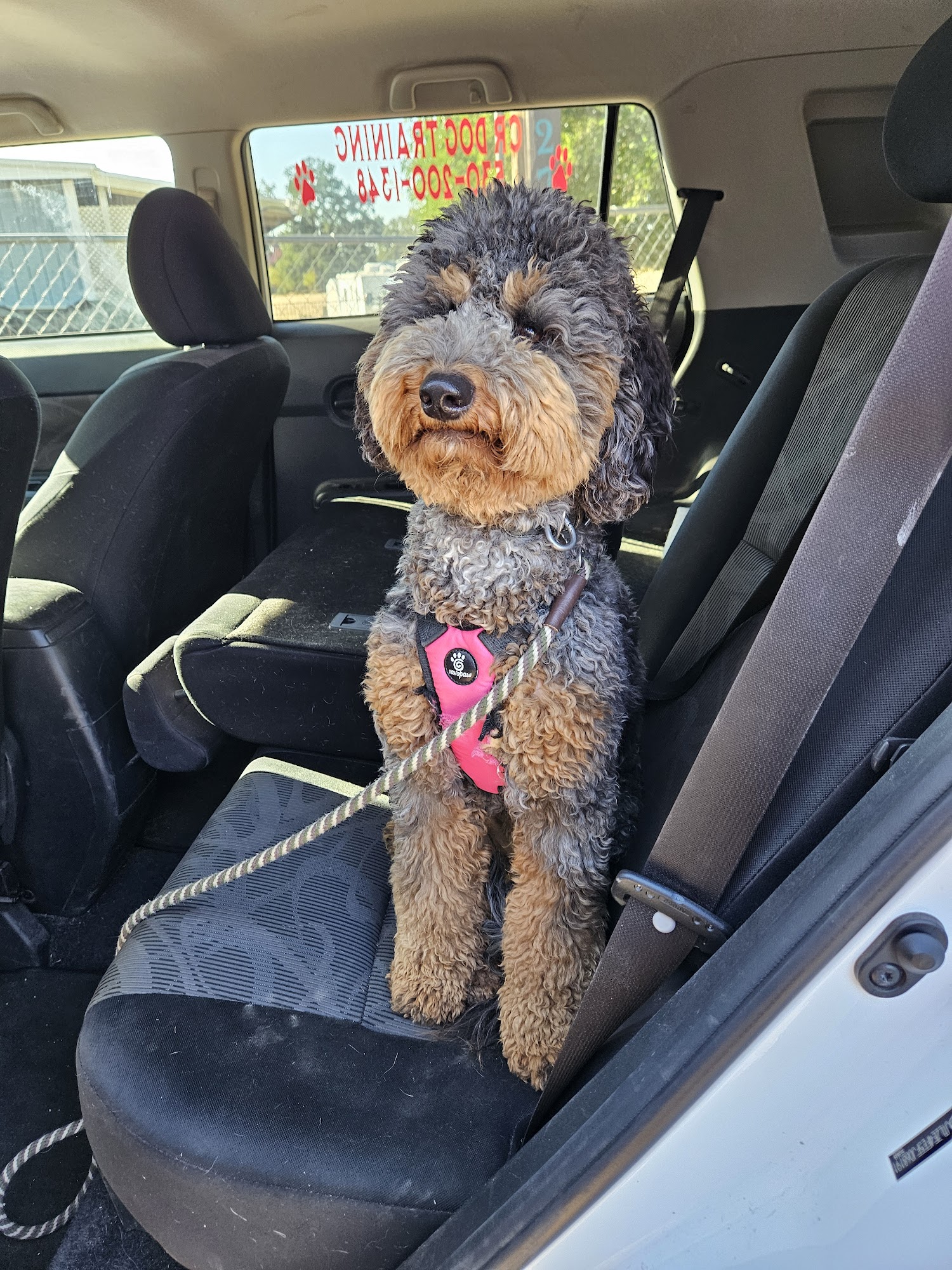 CR Dog Training - All Breeds Red Bluff