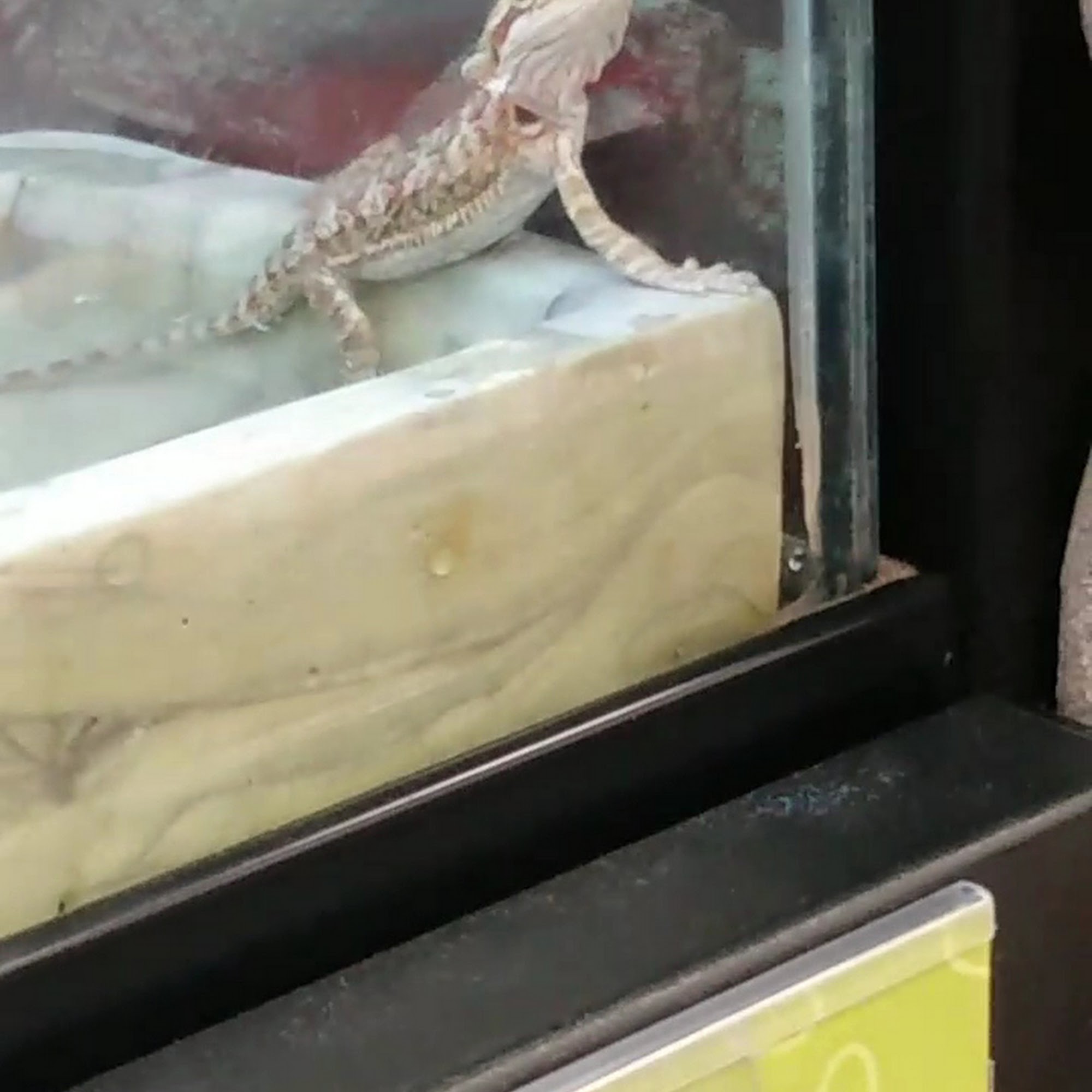Petco Redding
