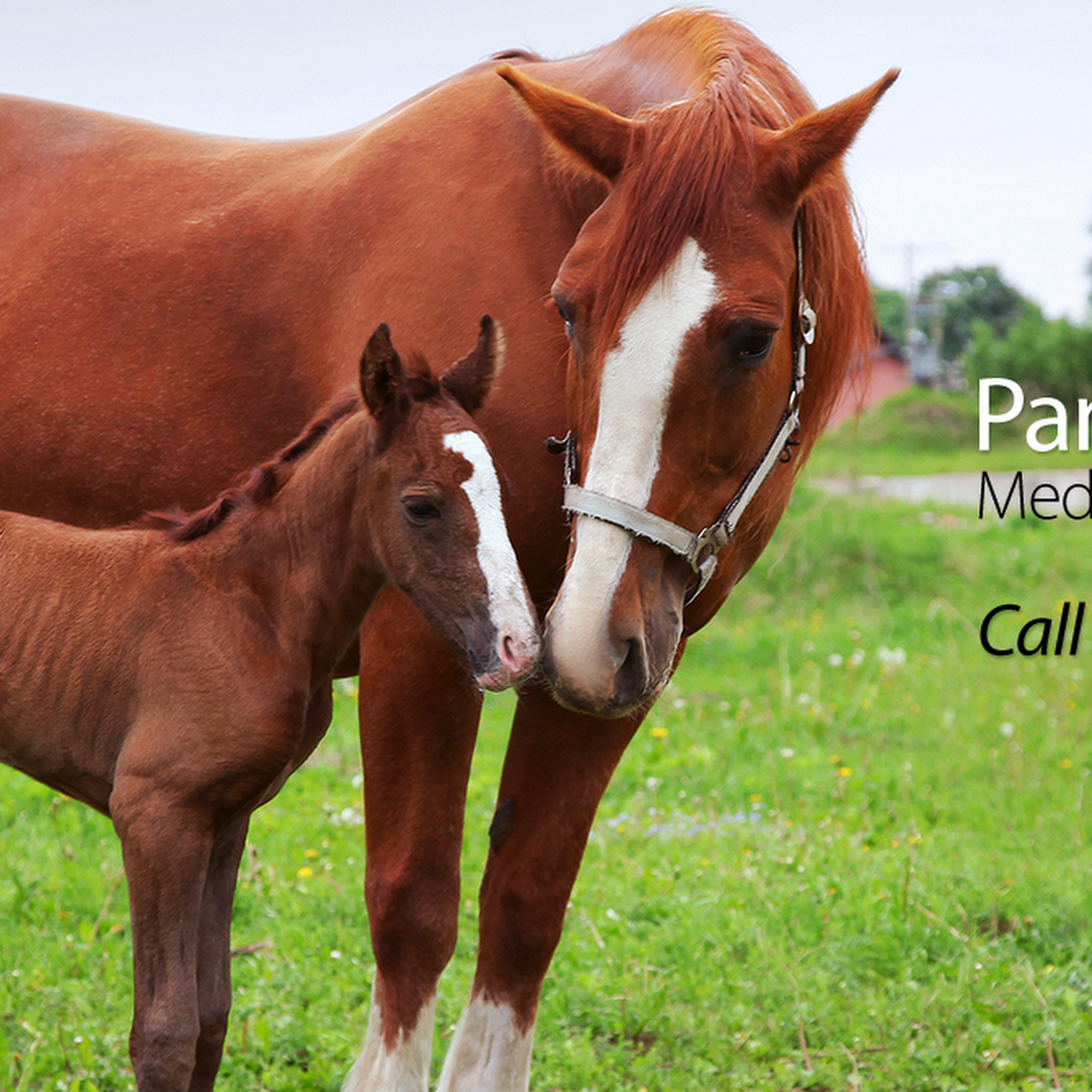 Panorama Equine Medical and Surgical Center Redding