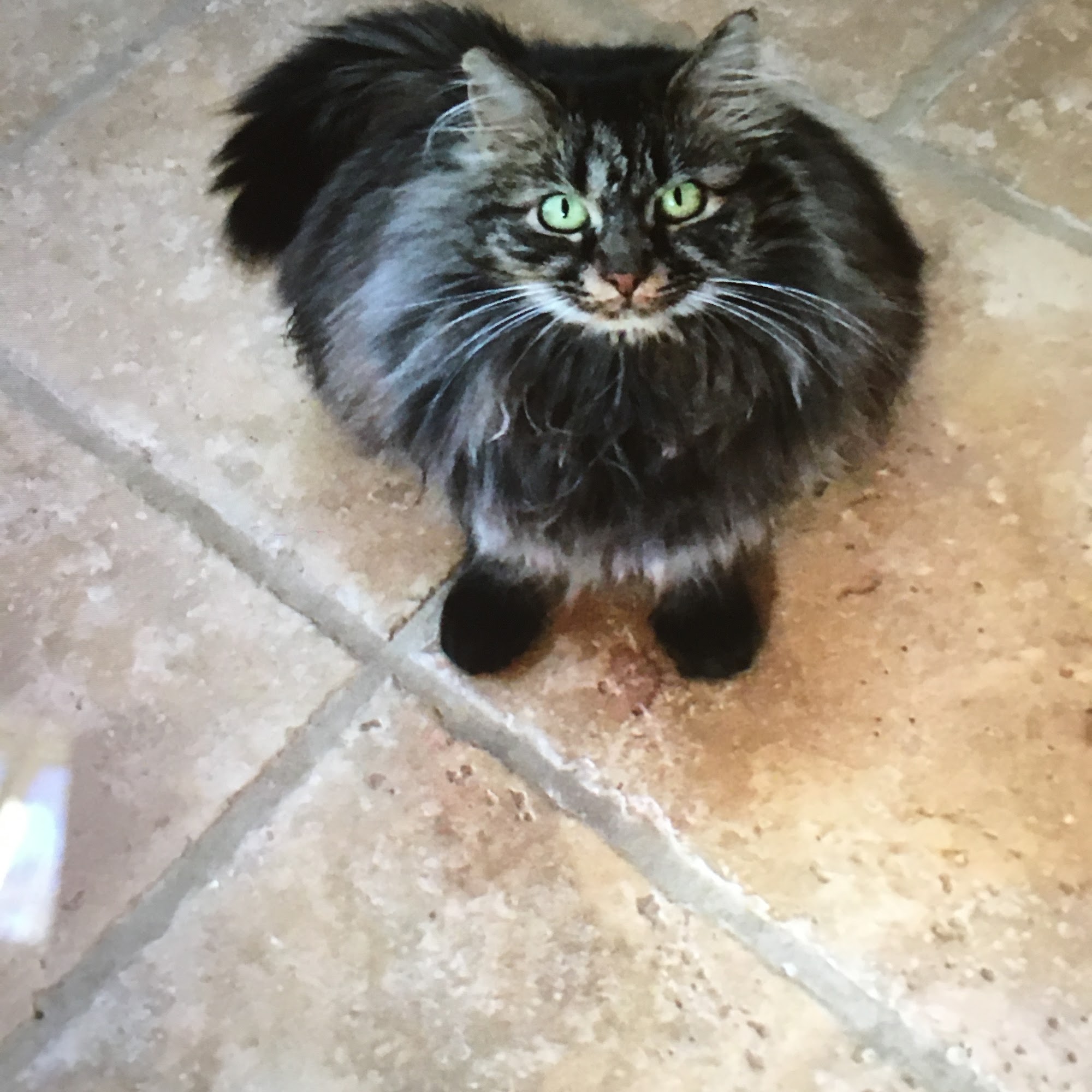 All Animal Grooming & Pet Supply Redding