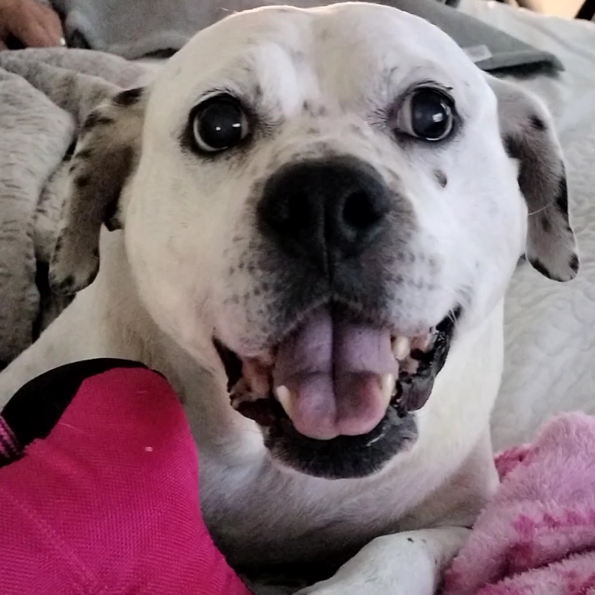 Kimberly's Dog Grooming Redding