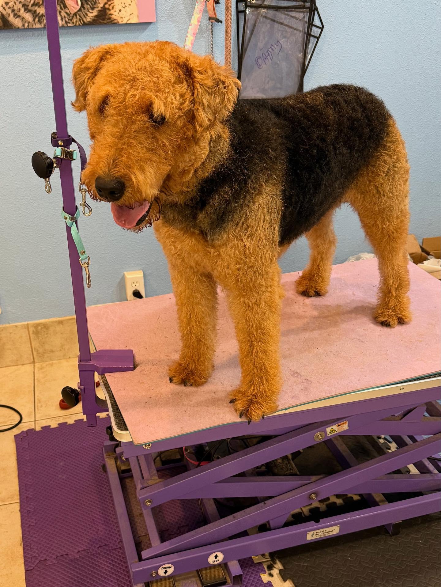 The Modern Pup Redding