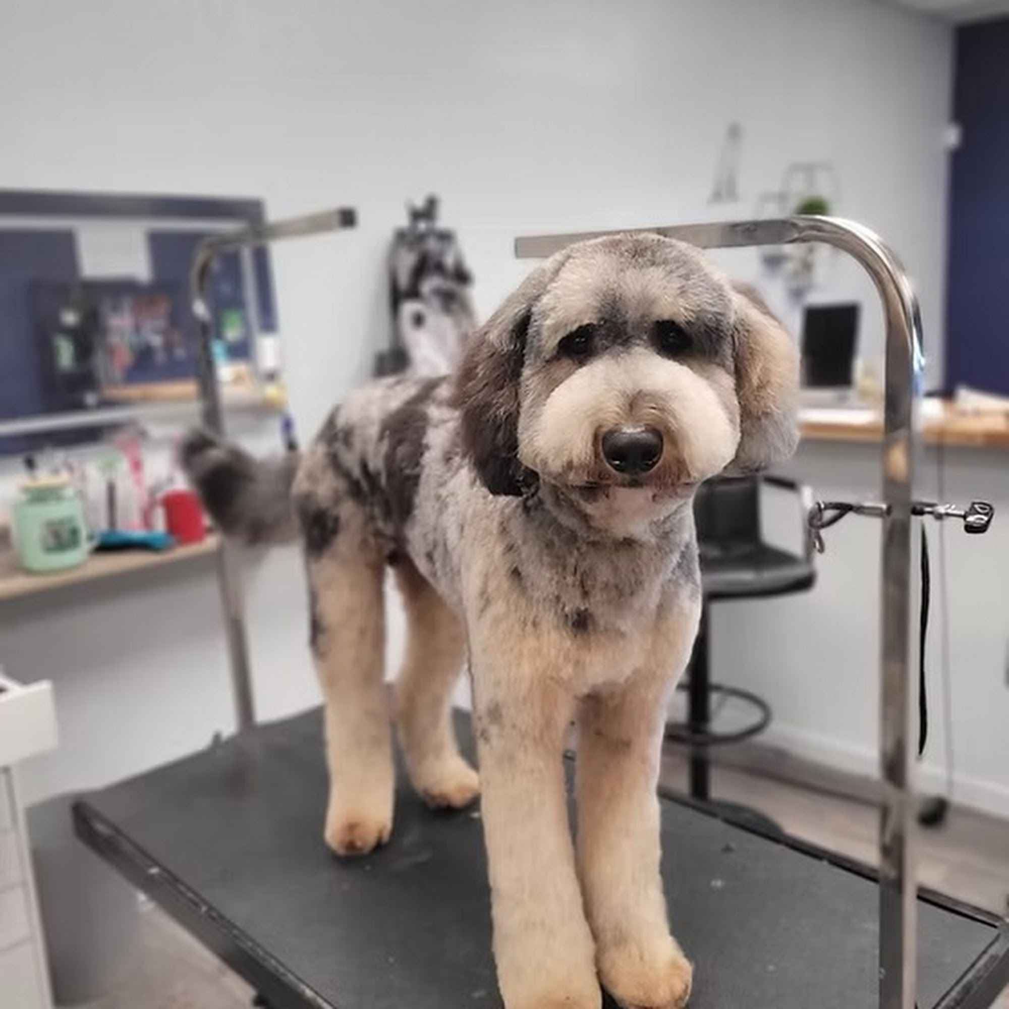 The Paw Spa & Salon Redding