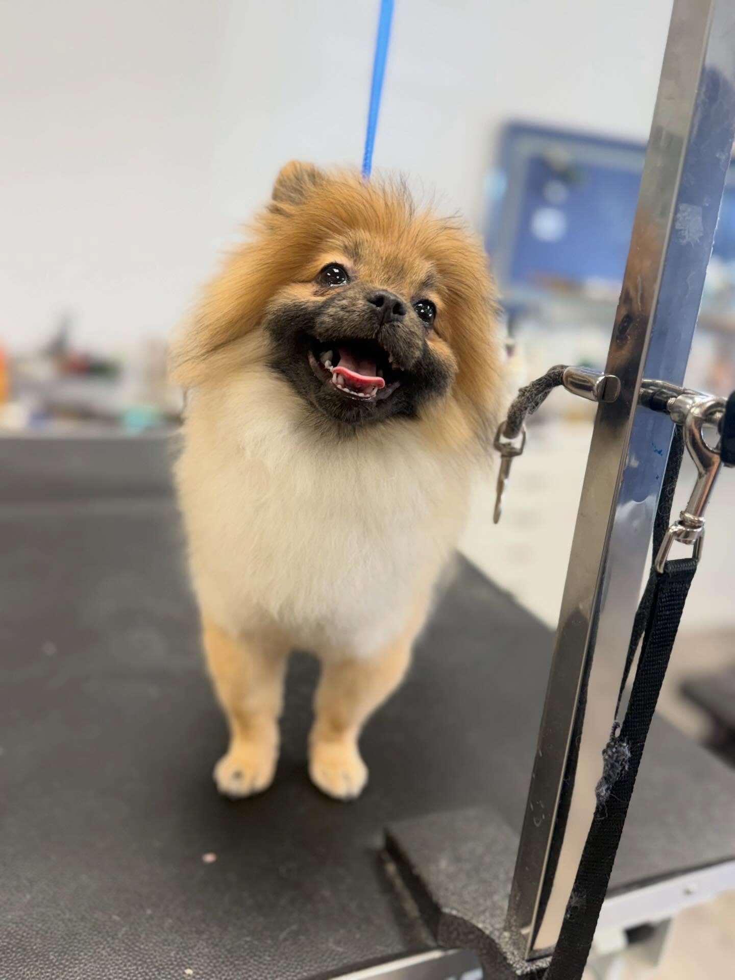 The Paw Spa & Salon Redding
