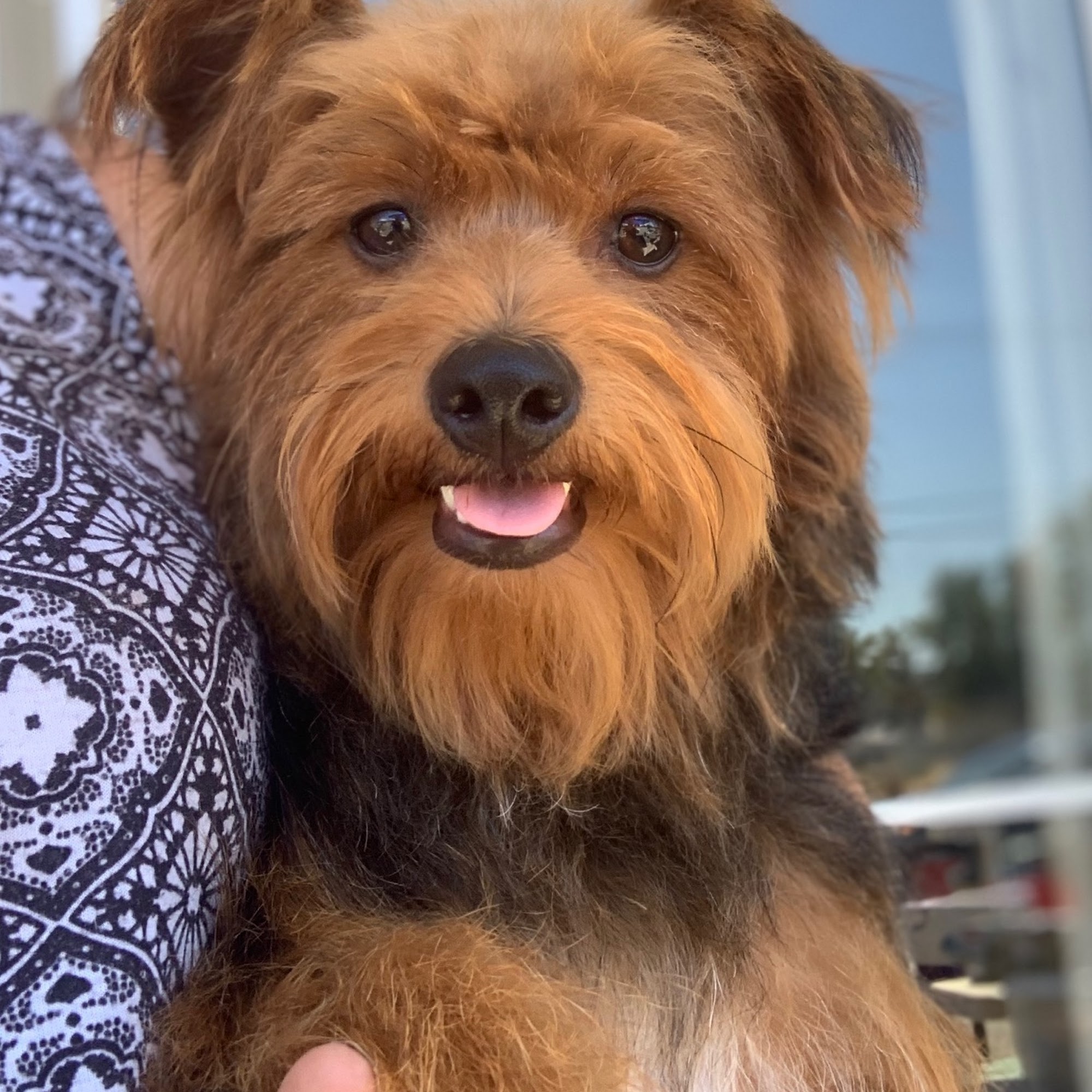 Kristys Pawsitive K9 Grooming Redding