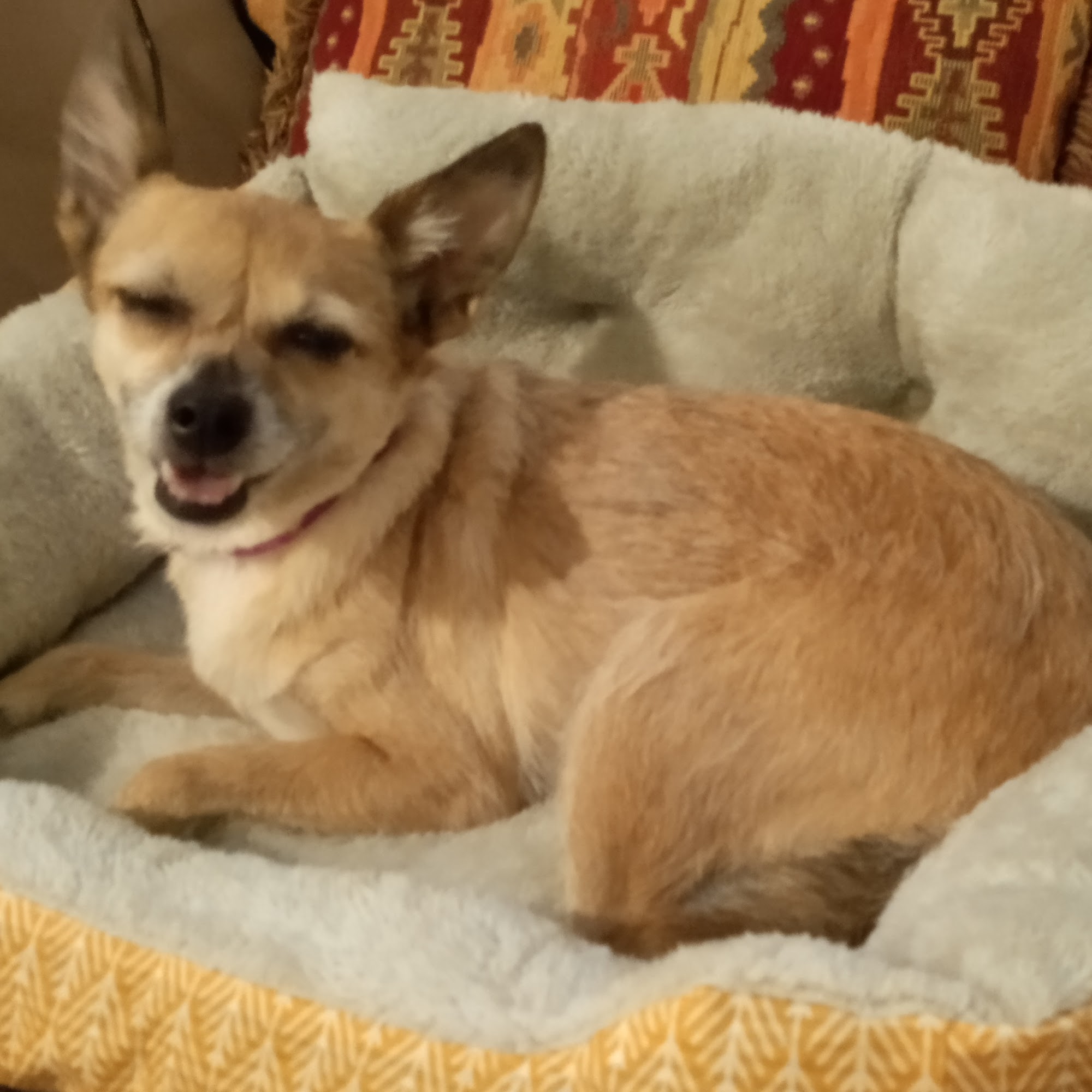 Becky's Grooming Redding