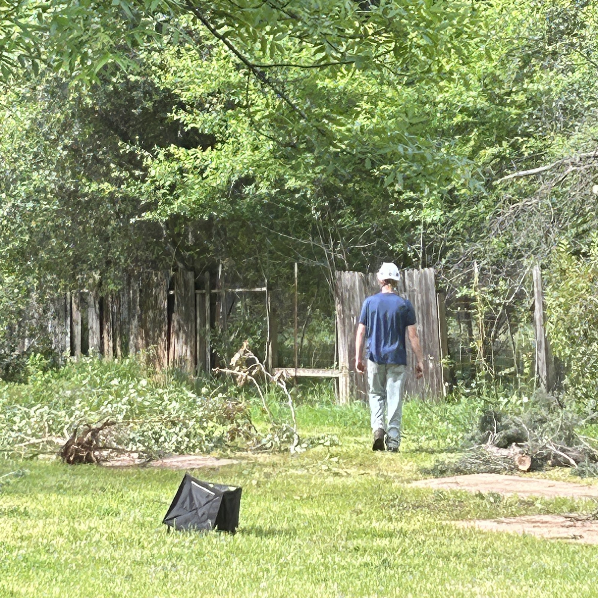 Northern Trees