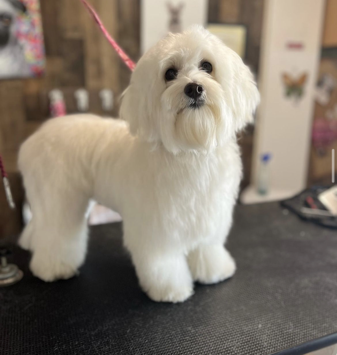 Barks & Beauty pet salon Redlands