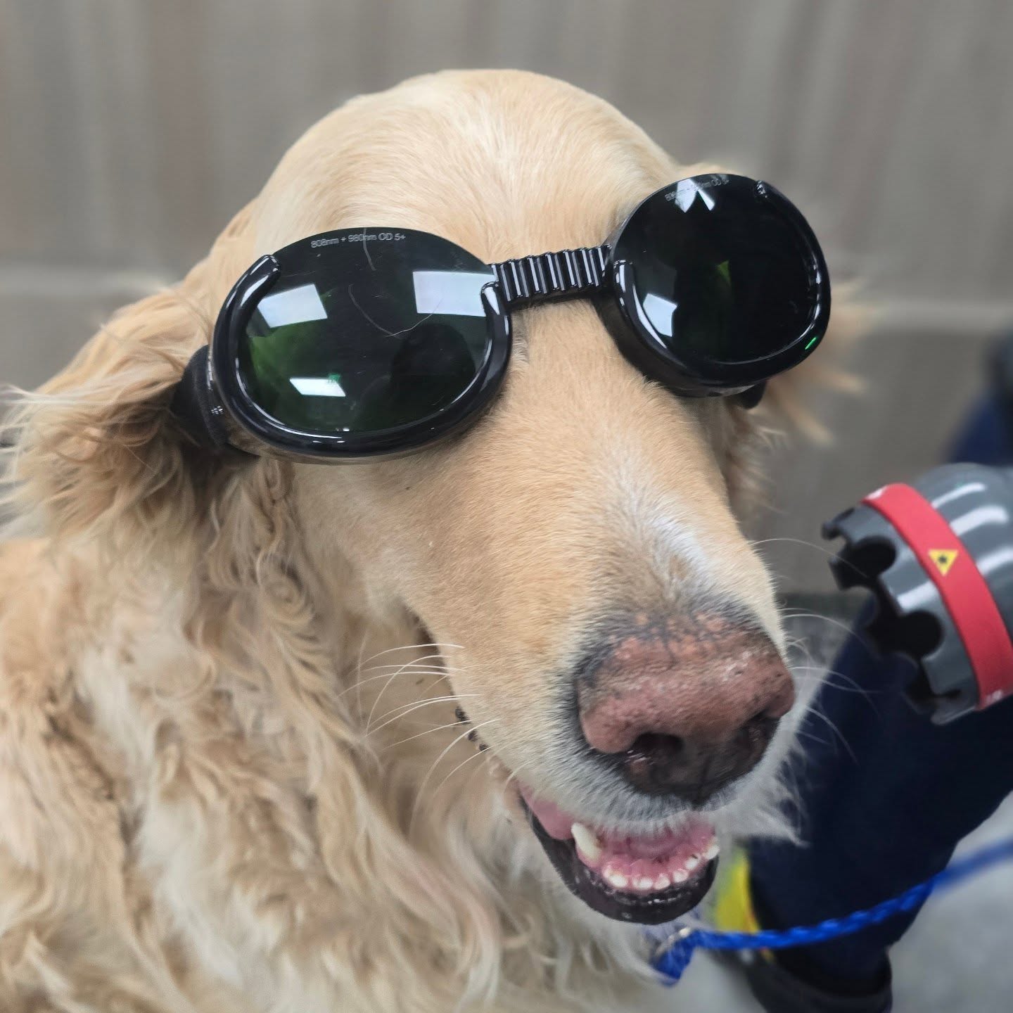 Veterinary Emergency Center of Redlands Redlands