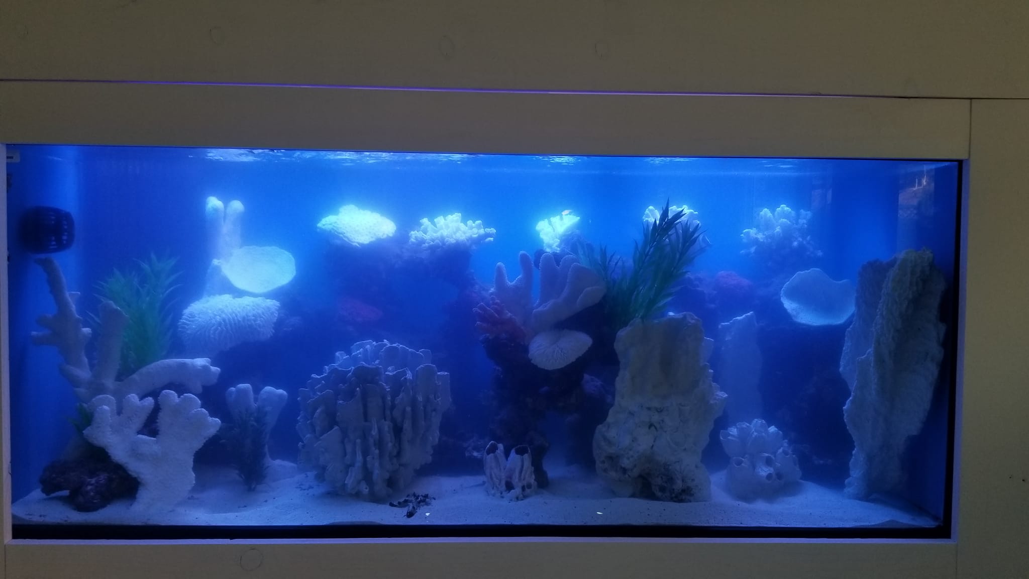 Aquatic Dreams