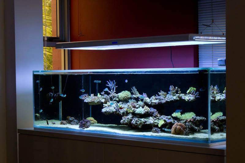 Aquatic Dreams