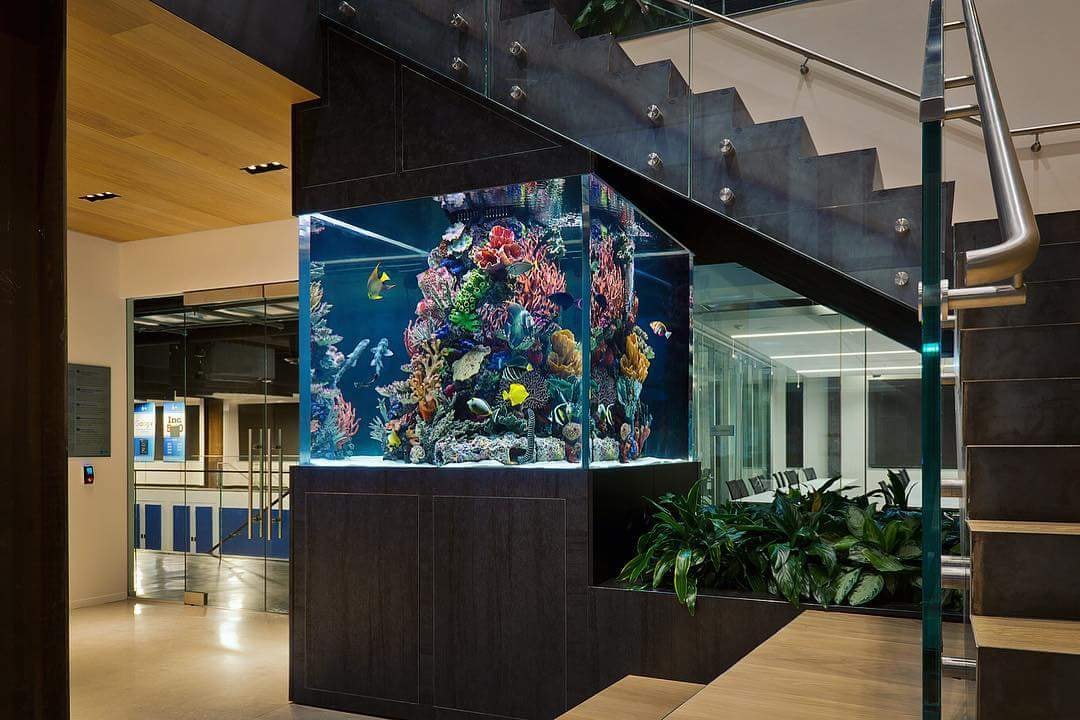 Aquatic Dreams