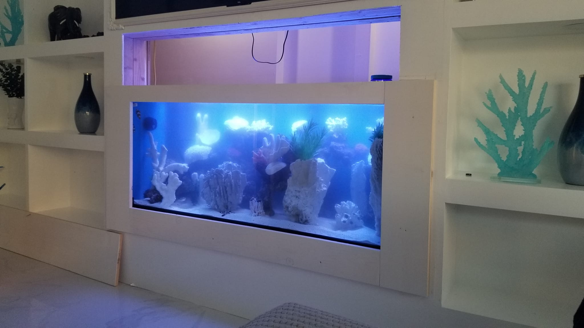 Aquatic Dreams
