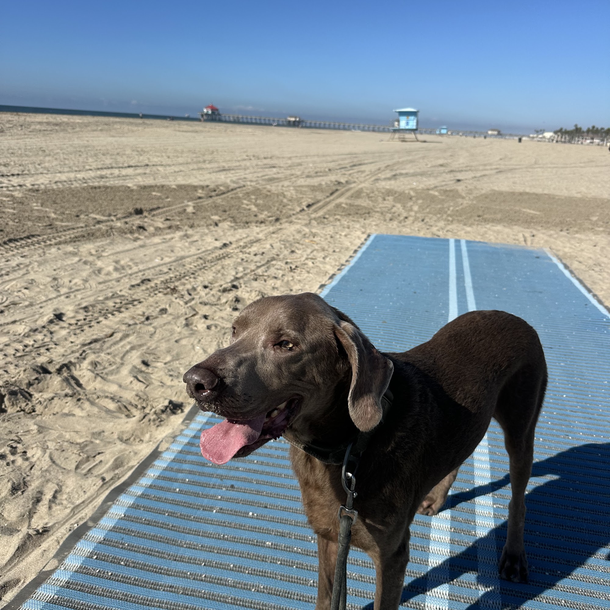 Monarch Raw Pet Food 617 Amigos Dr, Redlands California 92373