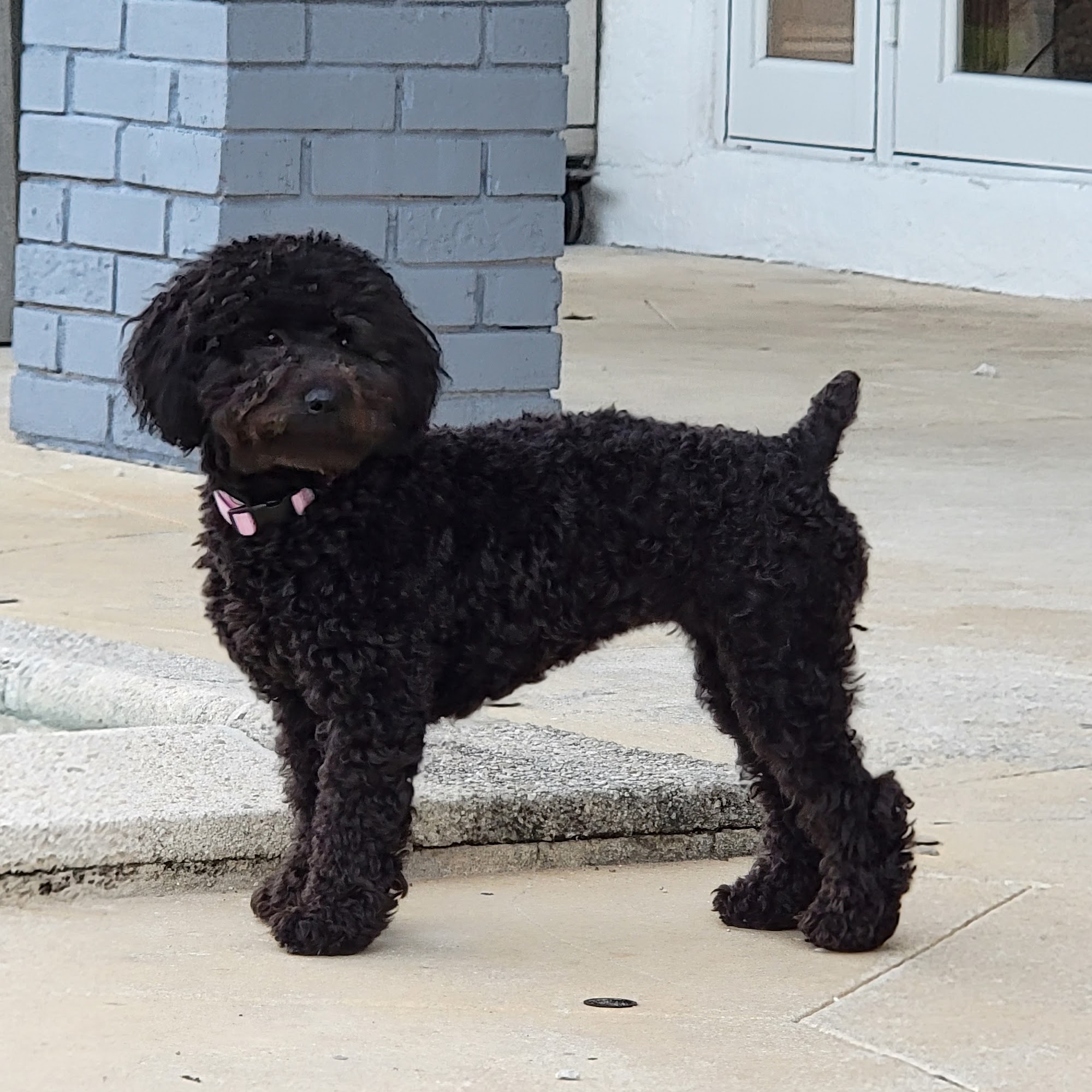 Paws At London Towne Redondo Beach