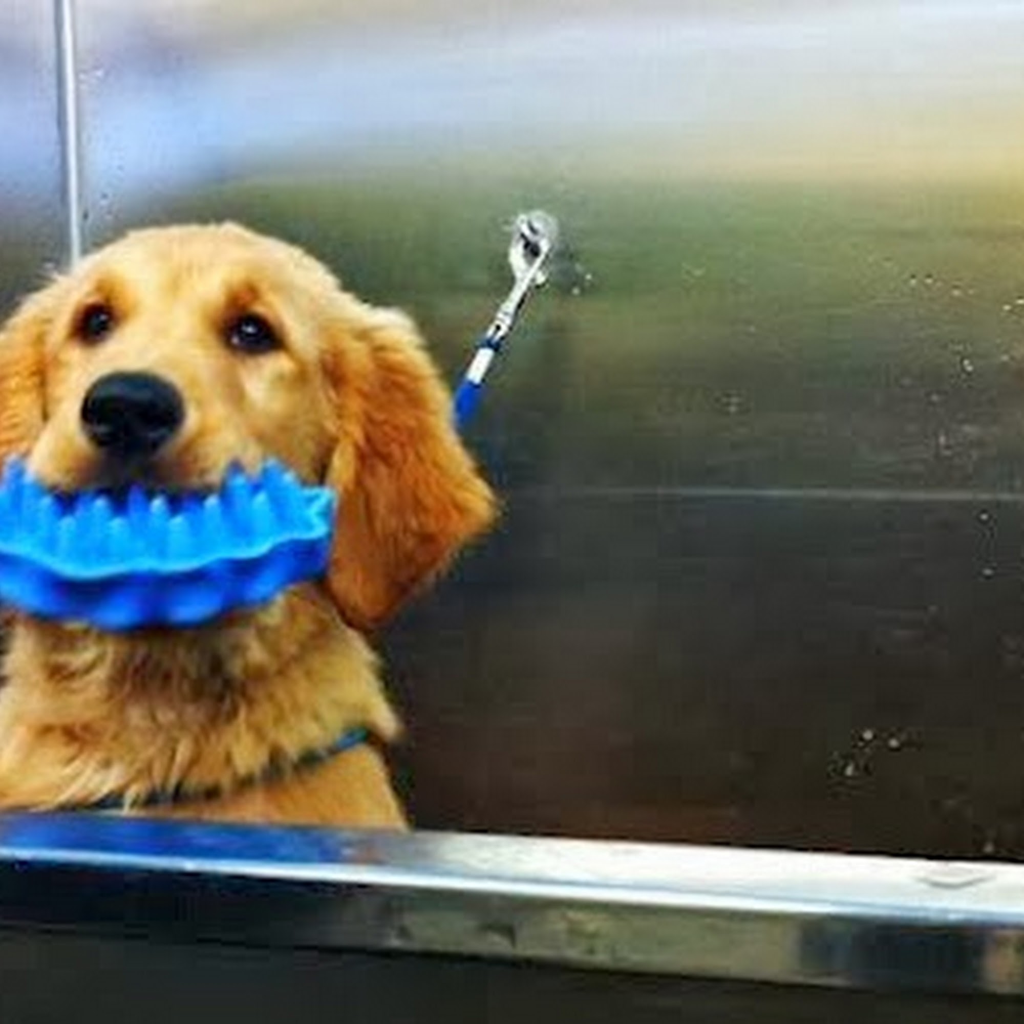 uShampooch Redondo Beach