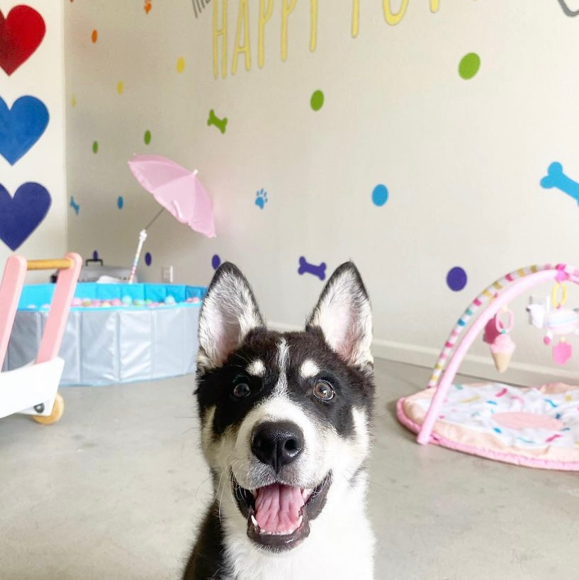 A Bark Idea Redondo Beach