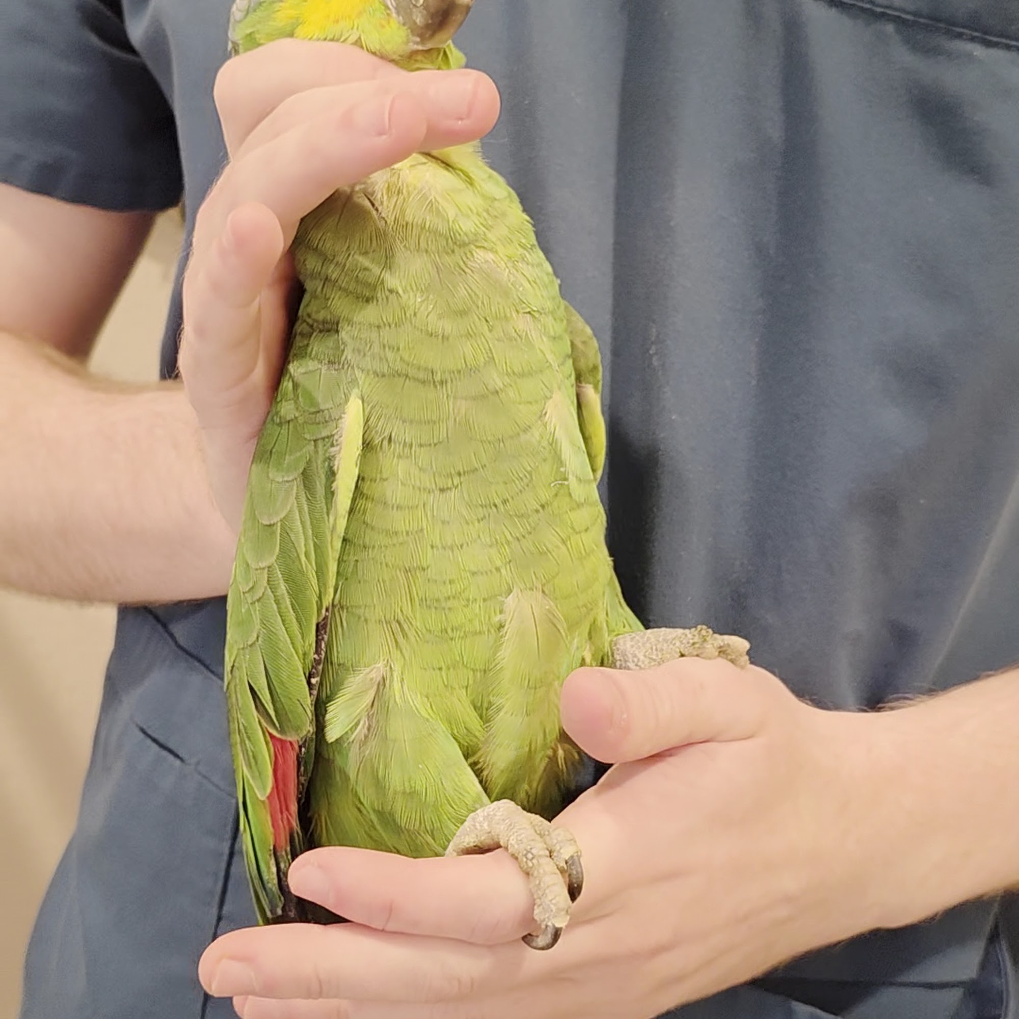 Wildwood Veterinary Hospital Redwood City