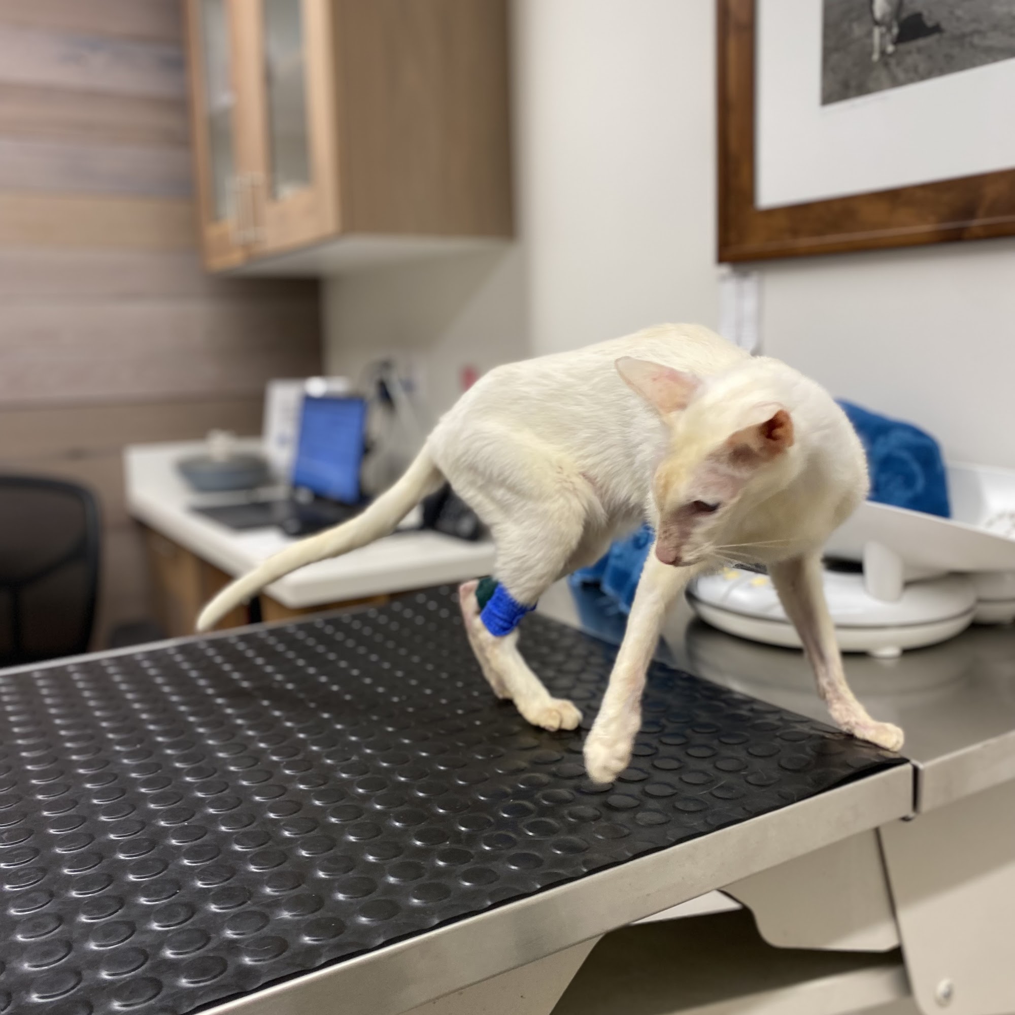 Mid-Peninsula Animal Hospital Redwood City