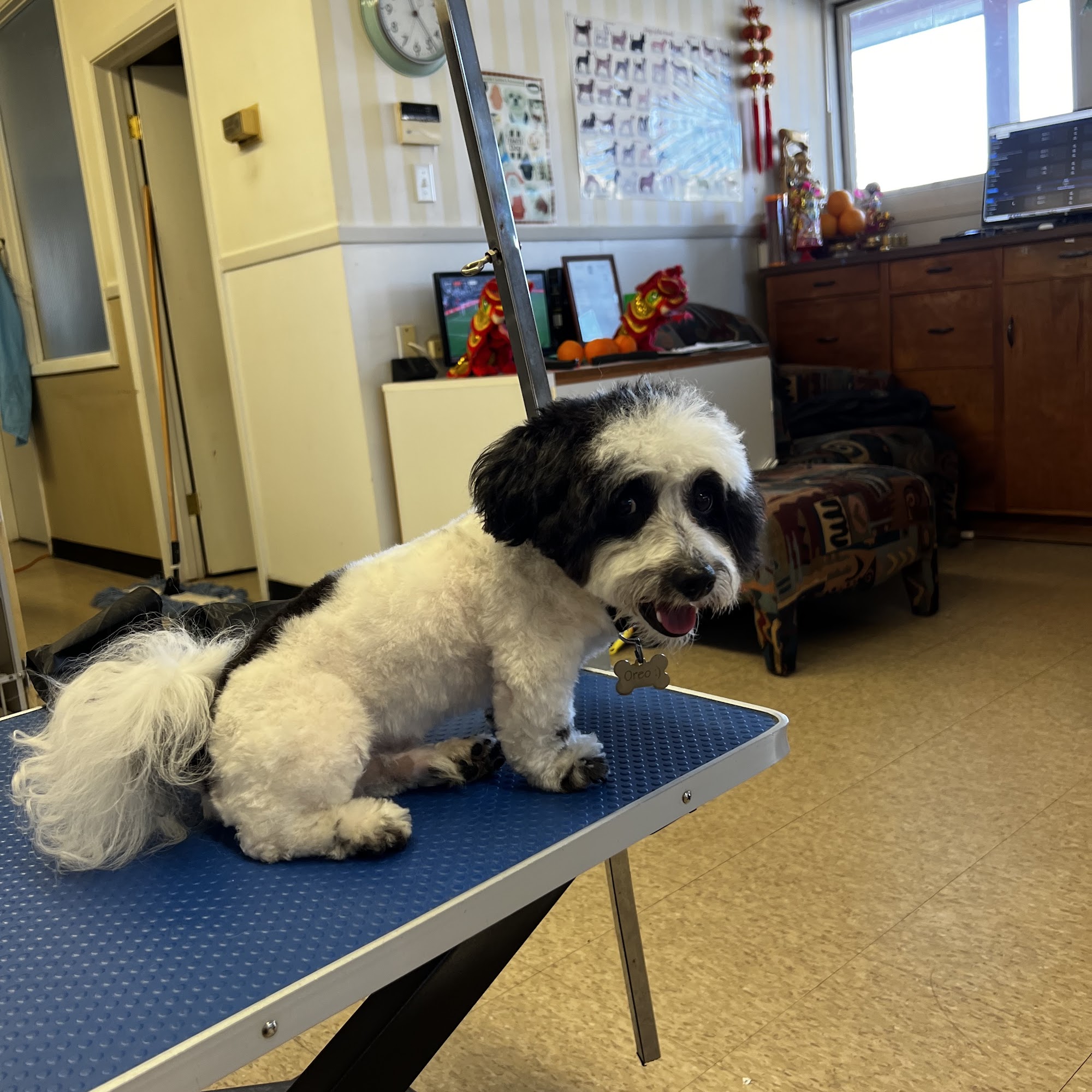 Francy's Pet Grooming Redwood City