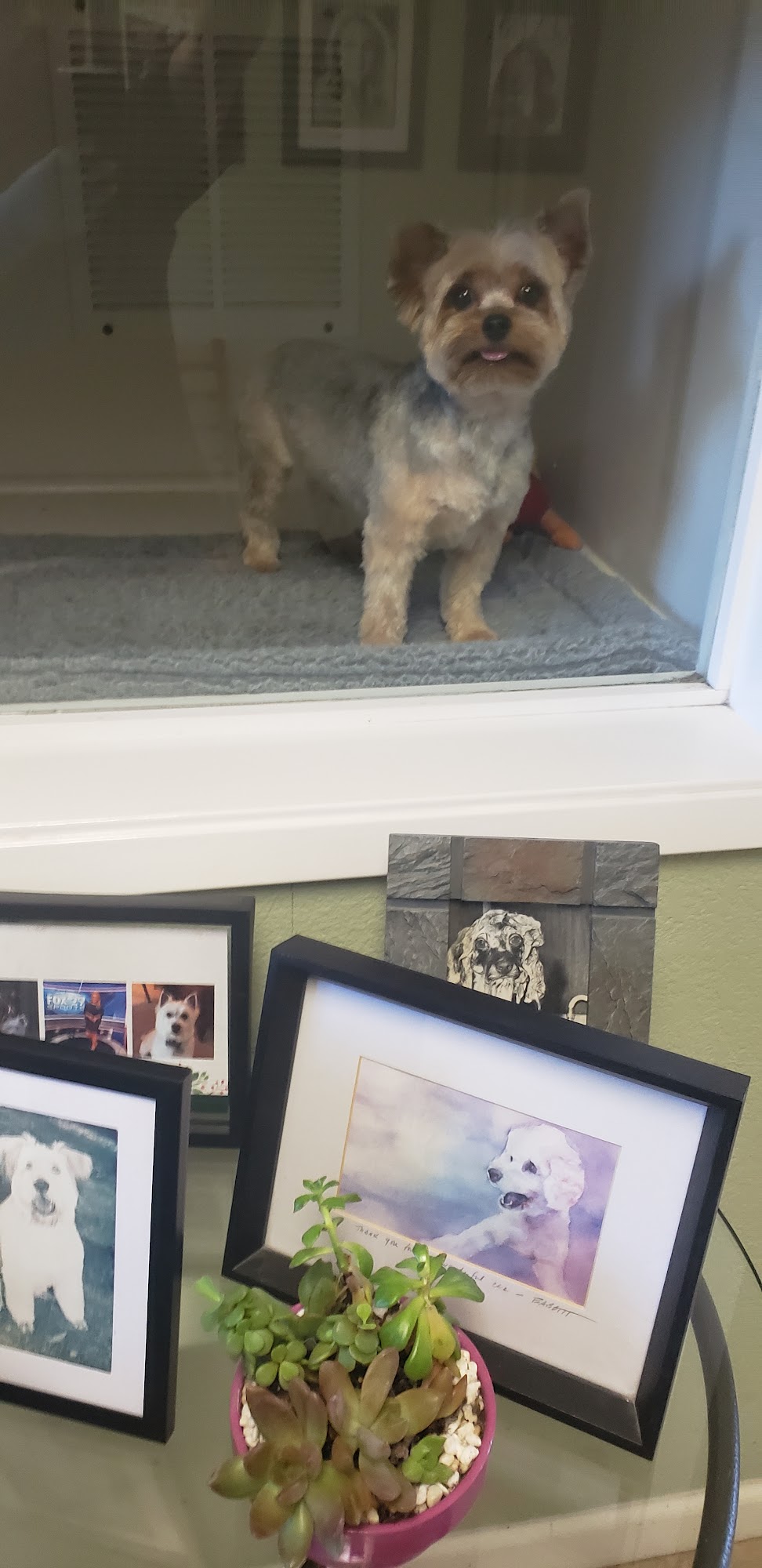 Raul's Grooming Center Redwood City