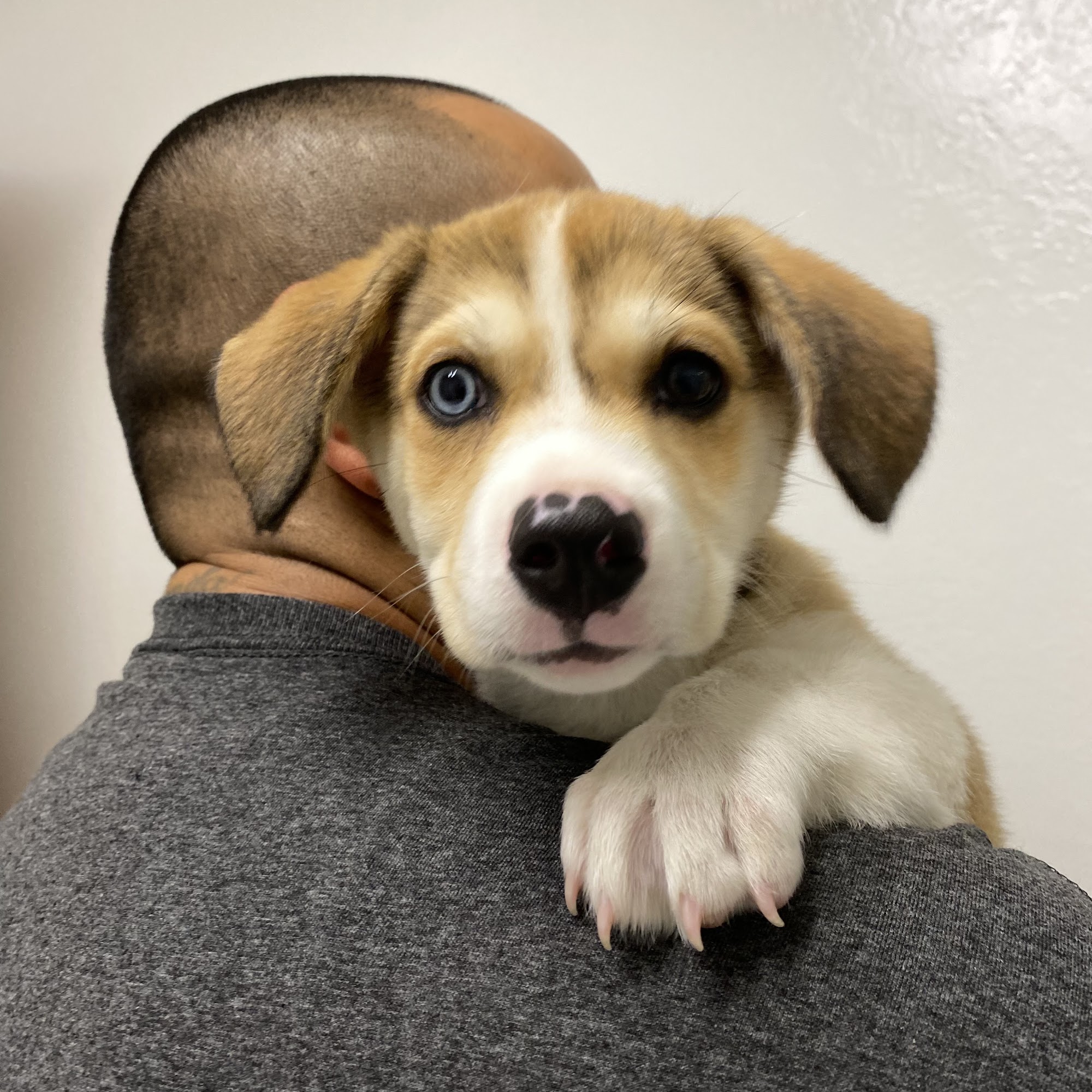 Reedley Veterinary Hospital Reedley