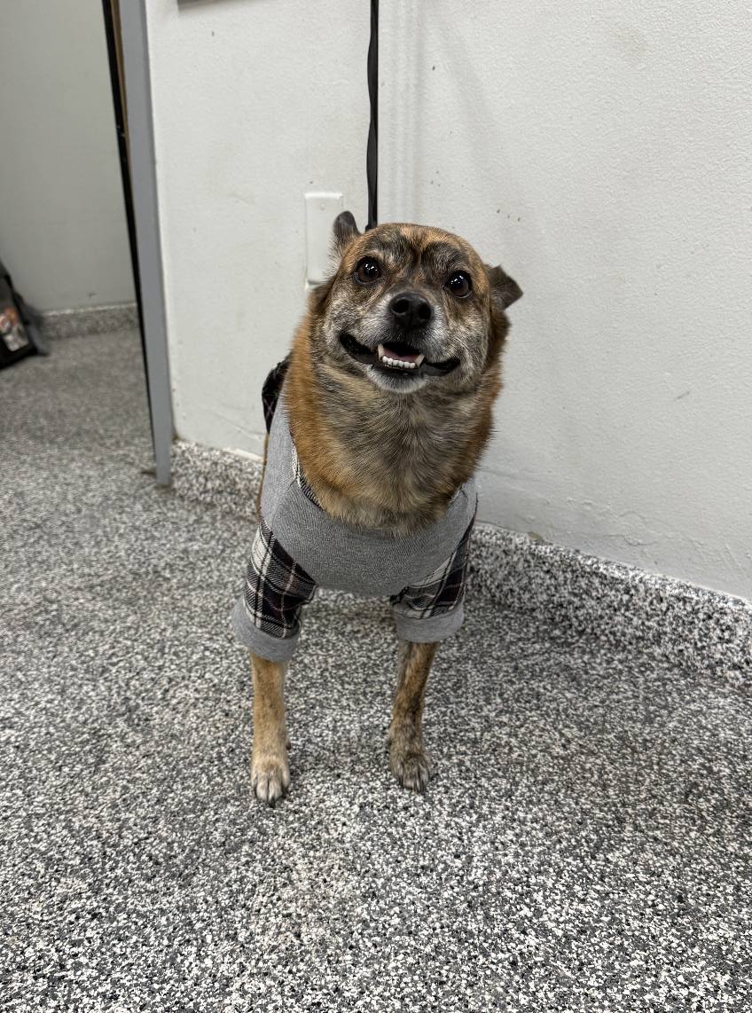 Pet Cure Veterinary Center Reseda