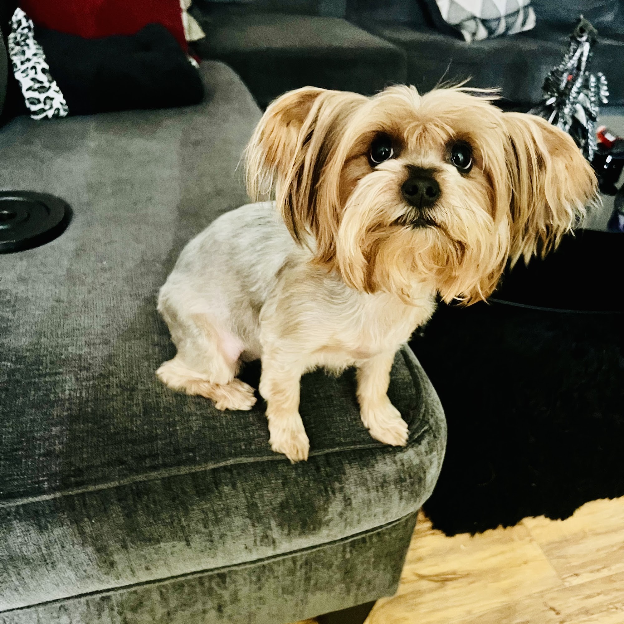 Amazing Tails Pet Grooming Reseda