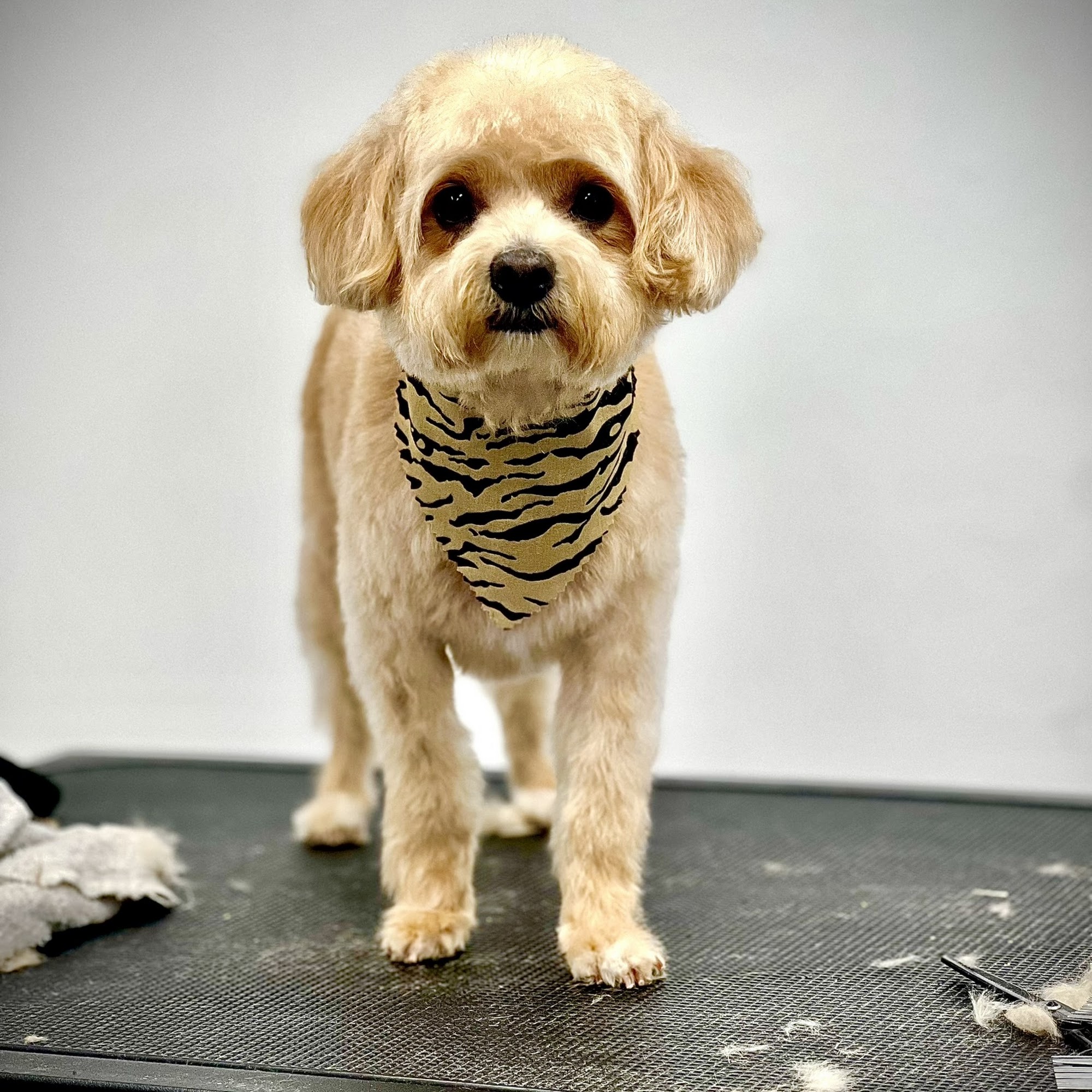 Palacios Pet Grooming Reseda