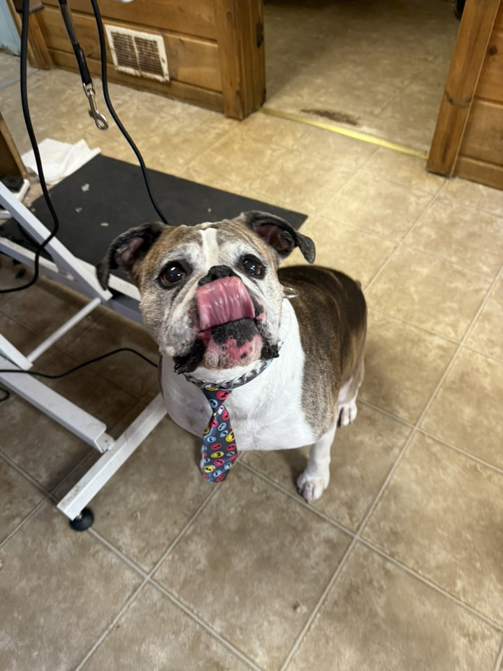 All Paws In Pet Salon Rialto