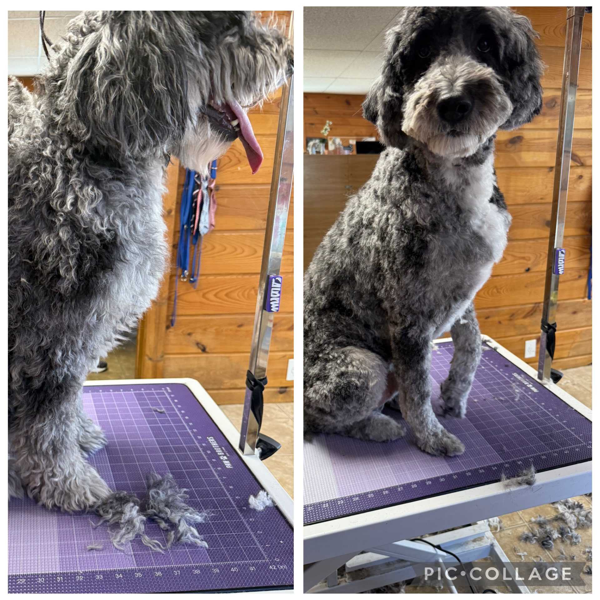 All Paws In Pet Salon Rialto