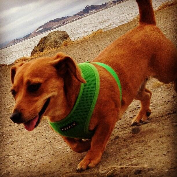 Mudpuppy's at Point Isabel Dog Park Richmond