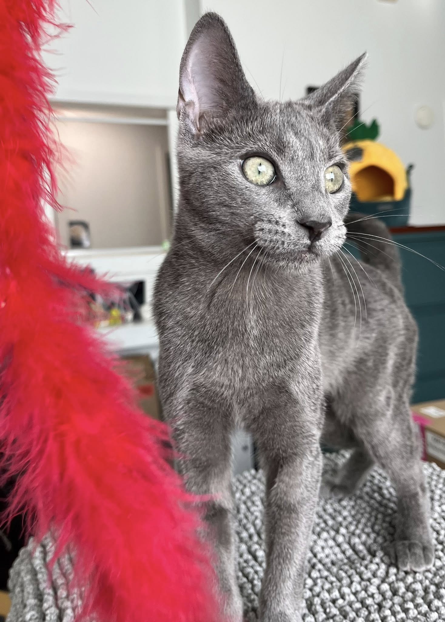 Mau House Cat Hotel Richmond