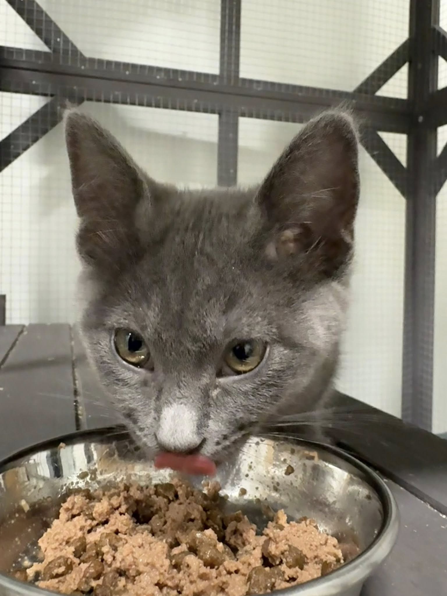 Mau House Cat Hotel Richmond