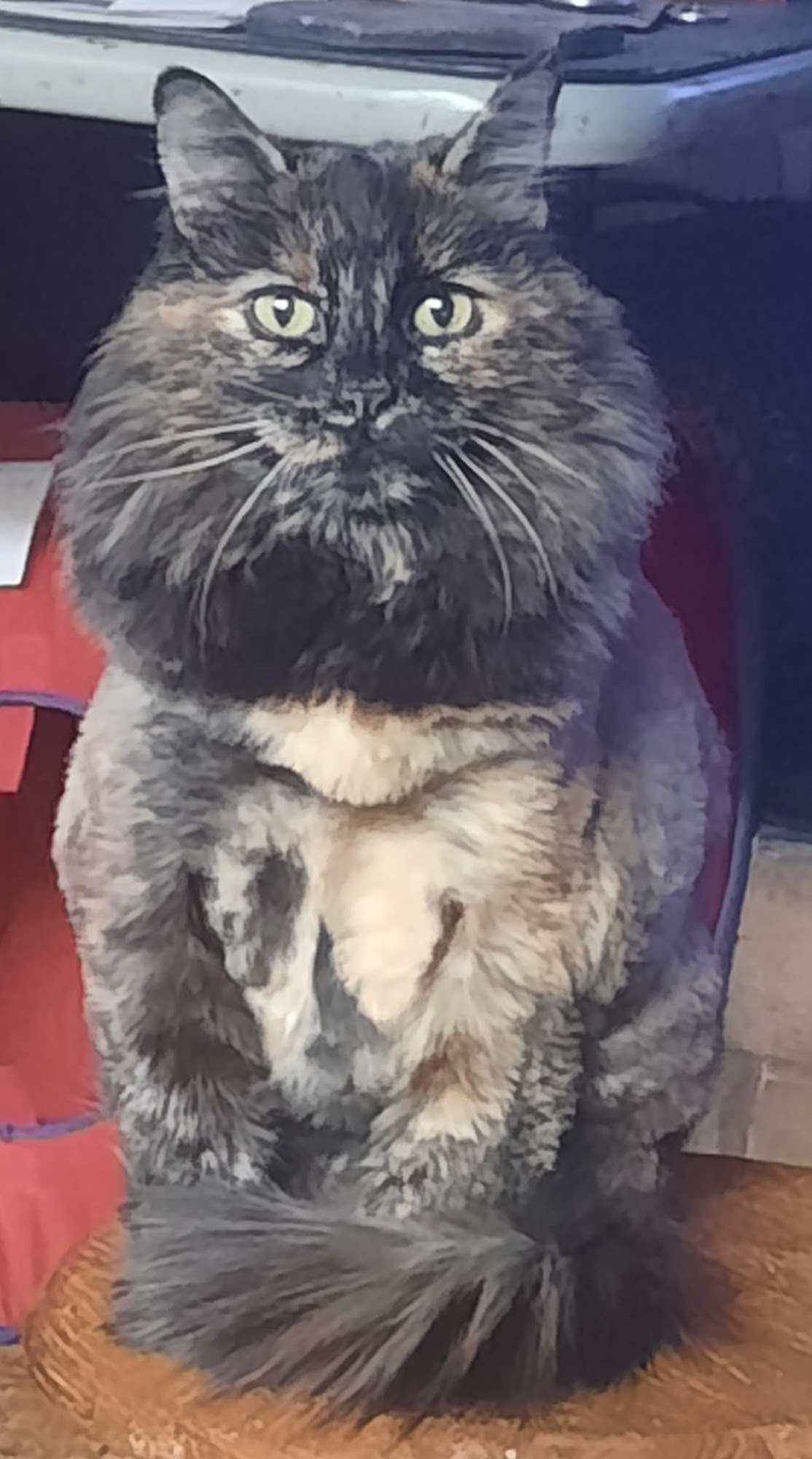 Good Time Grooming Ridgecrest