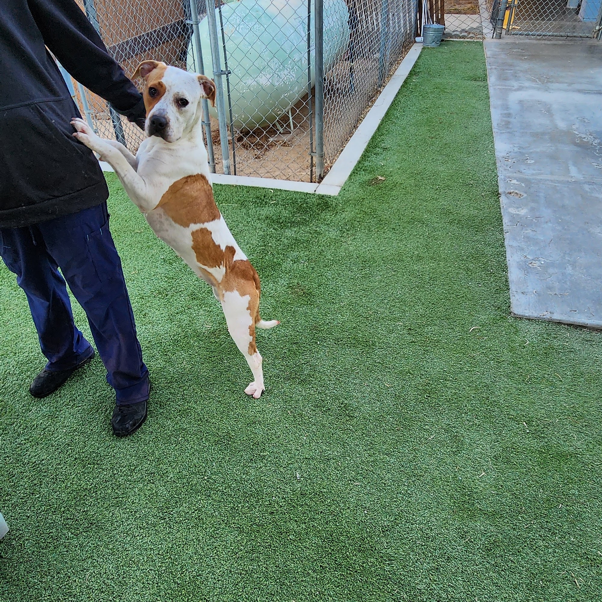 Ridgecrest Animal Shelter Ridgecrest