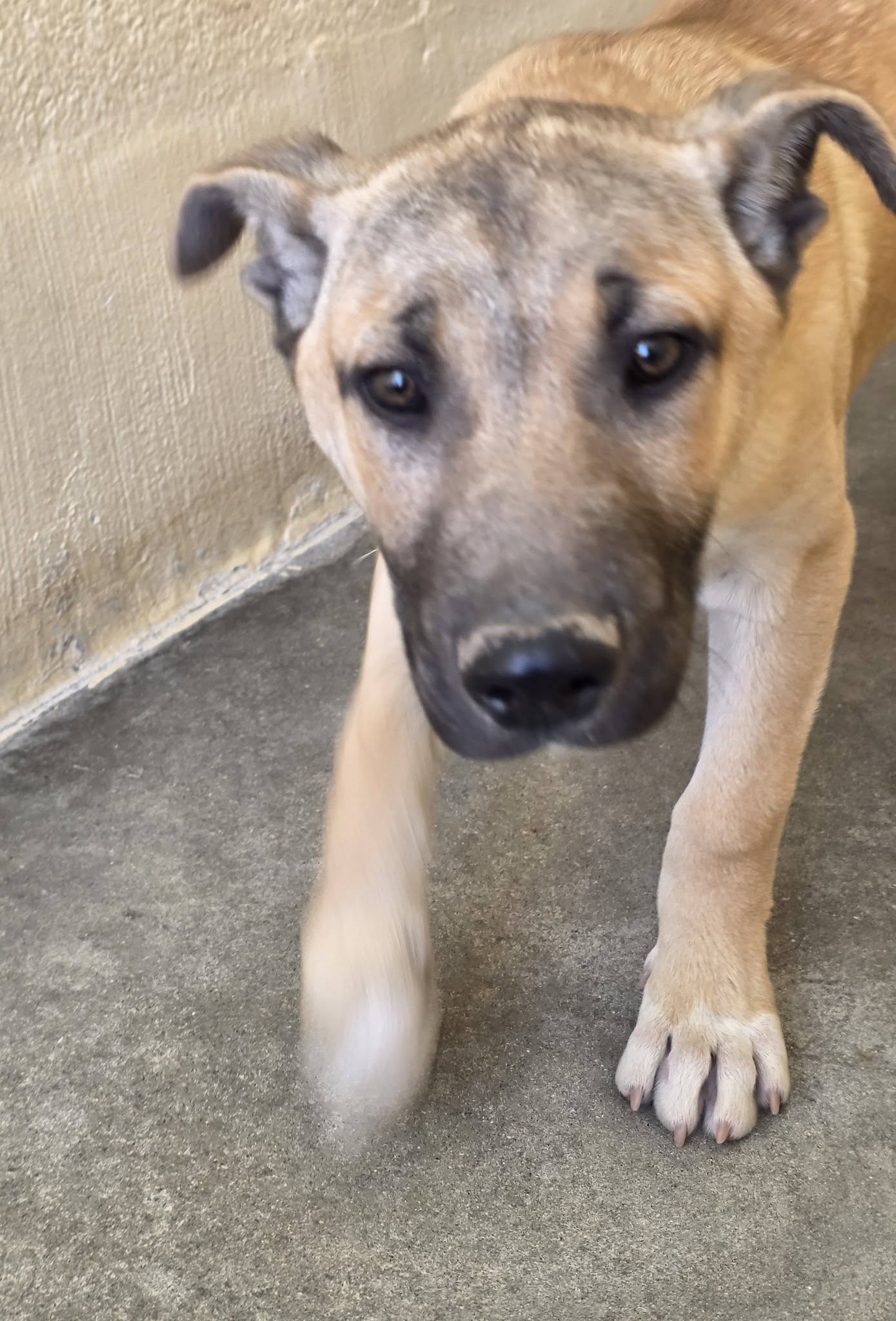Ridgecrest Animal Shelter Ridgecrest